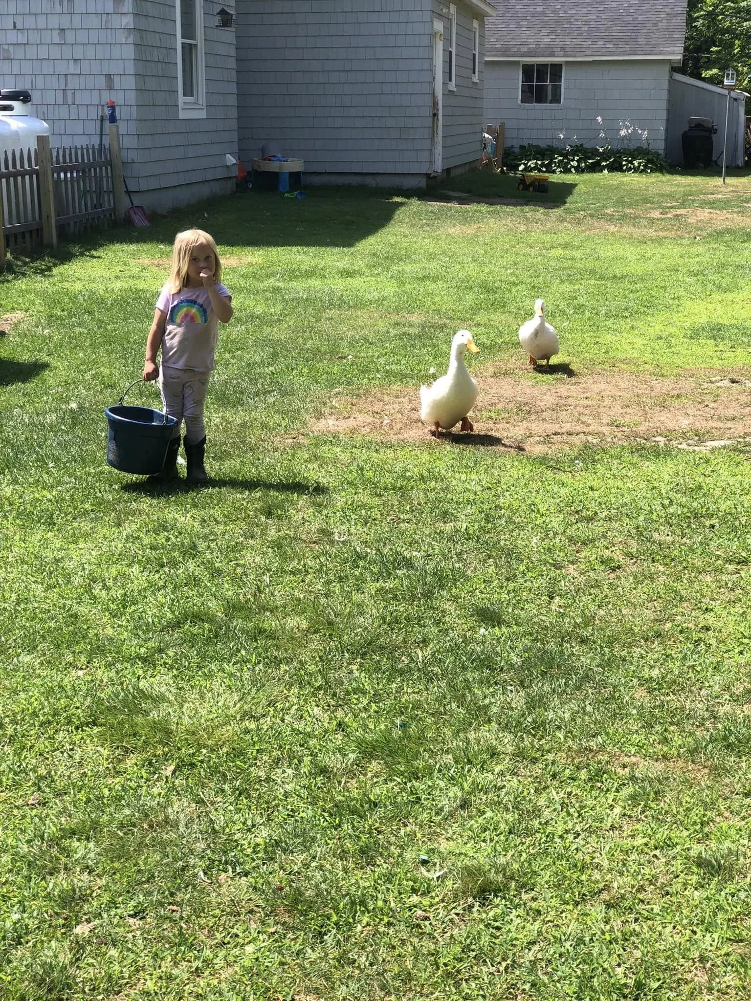 A young girl with blonde hair, wearing pajamas with a rainbow design, carrying a black bucket, standing on a grassy backyard near two white ducks.
