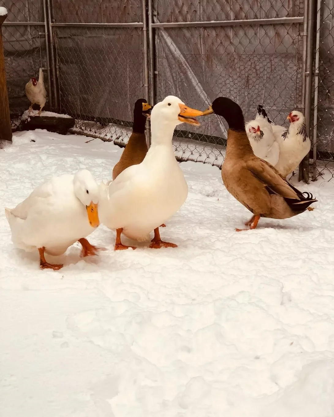 Several ducks and chickens standing on snow-covered ground inside a fenced area.