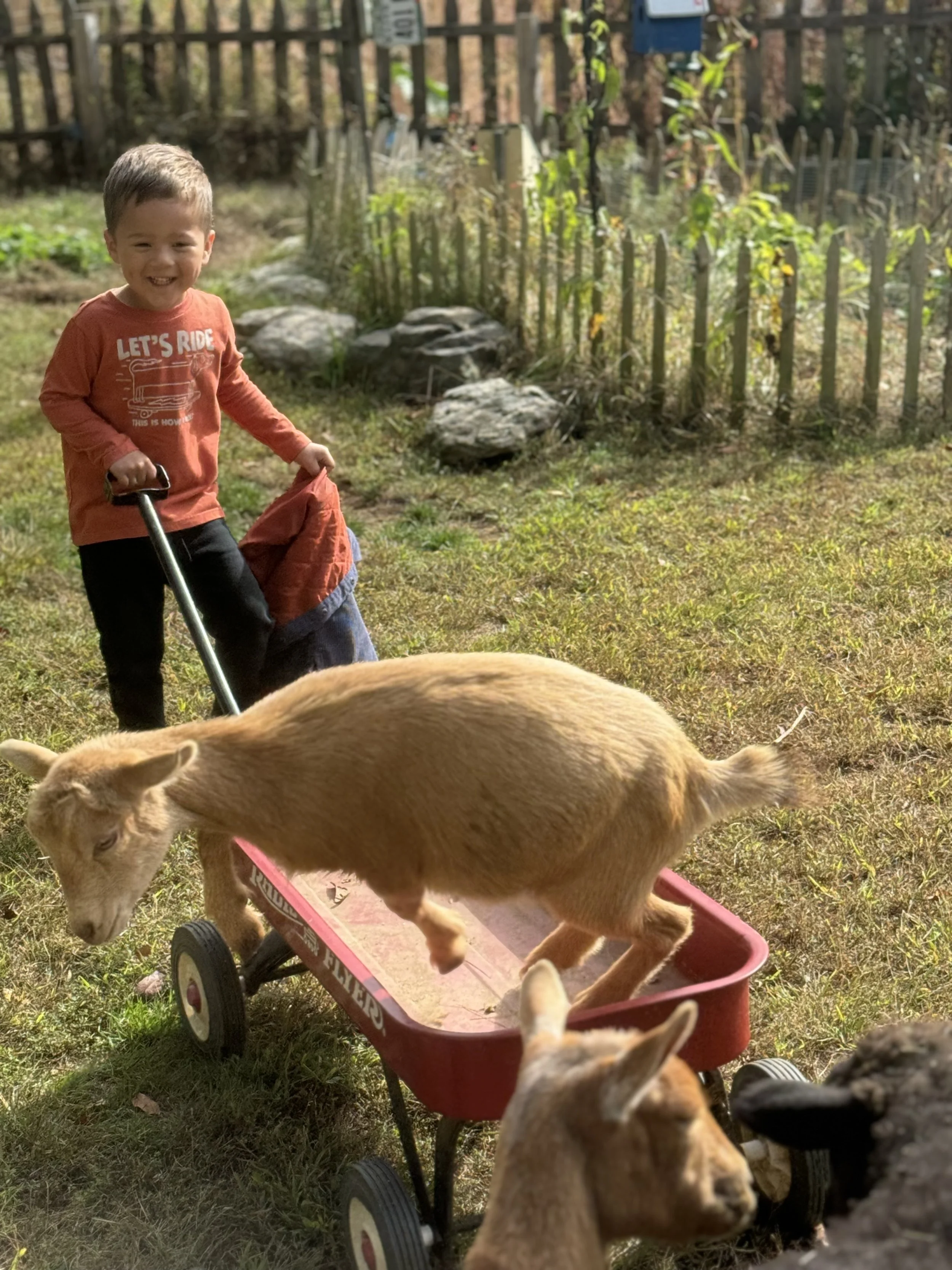 A young boy smiling and walking outside with a dog in a red wagon, surrounded by trees and rocks, with a wooden fence in the background.