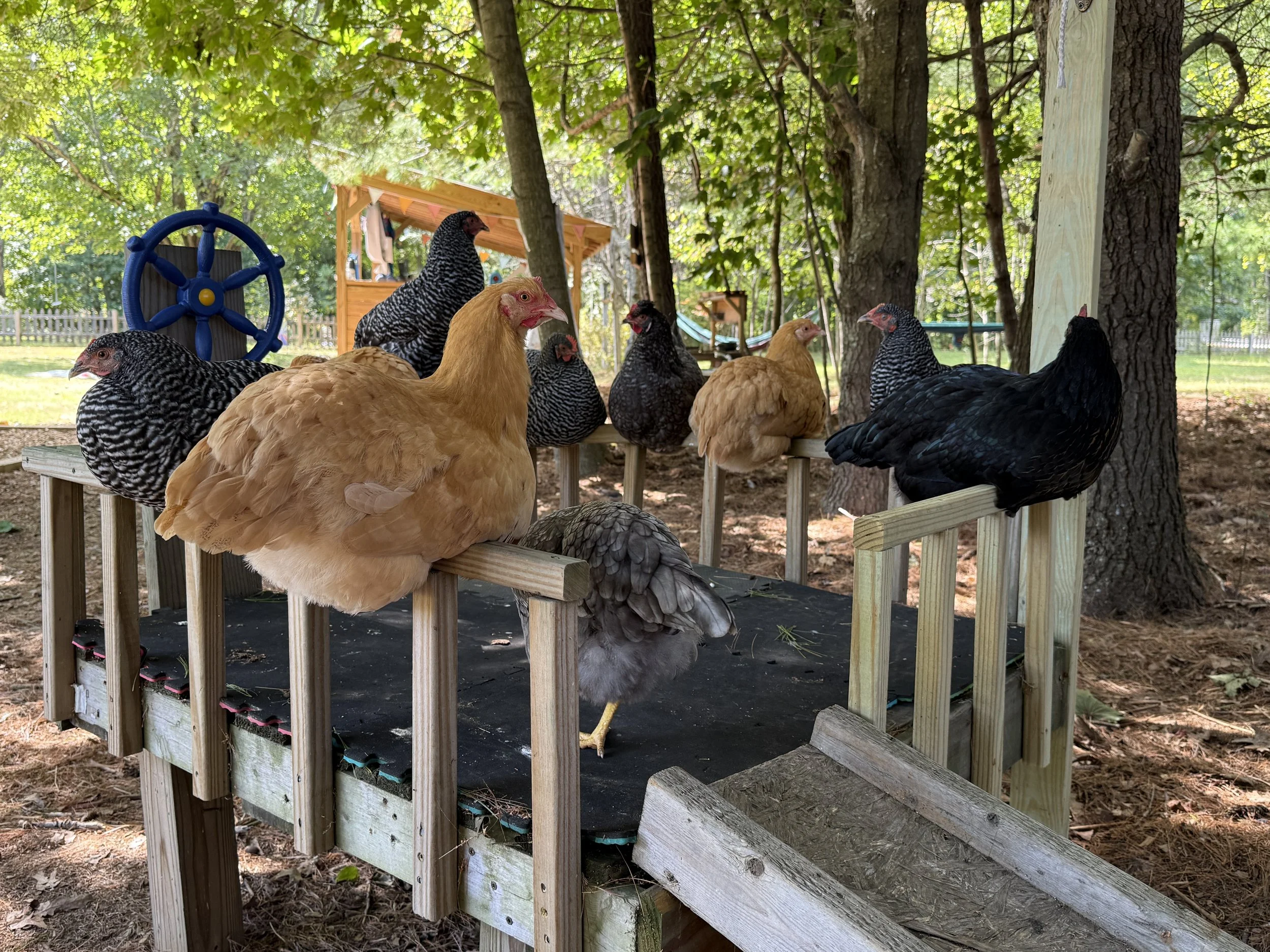 Group of chickens standing on a small wooden fence in a wooded backyard with green trees and a play structure in the background.