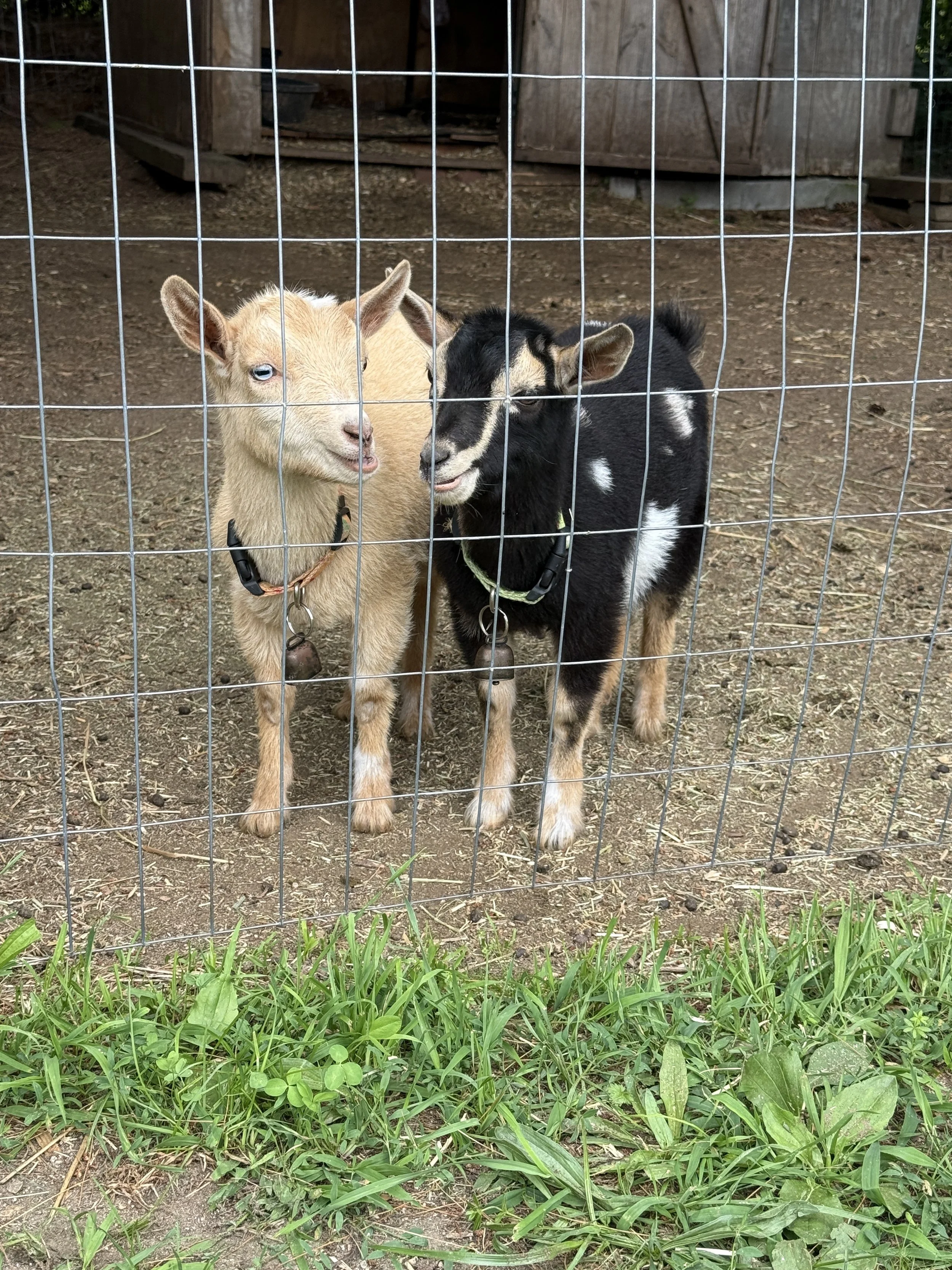 Two baby goats, one cream-colored with blue eyes and the other black with white markings, standing inside a wire enclosure on a farm or petting zoo, with dirt ground and a wooden shed in the background.