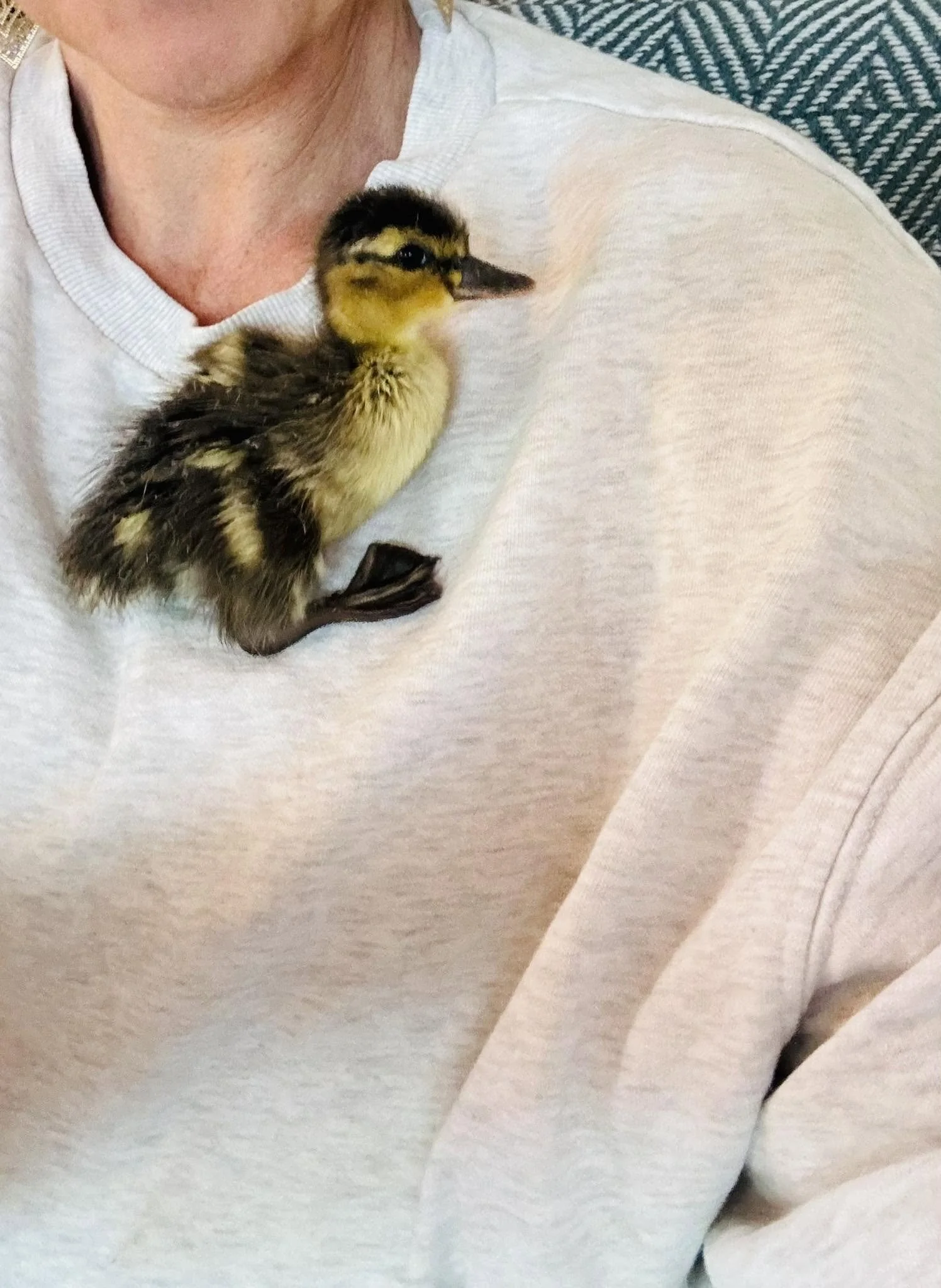 A small duckling resting on a person's chest, with the person wearing a light-colored shirt.