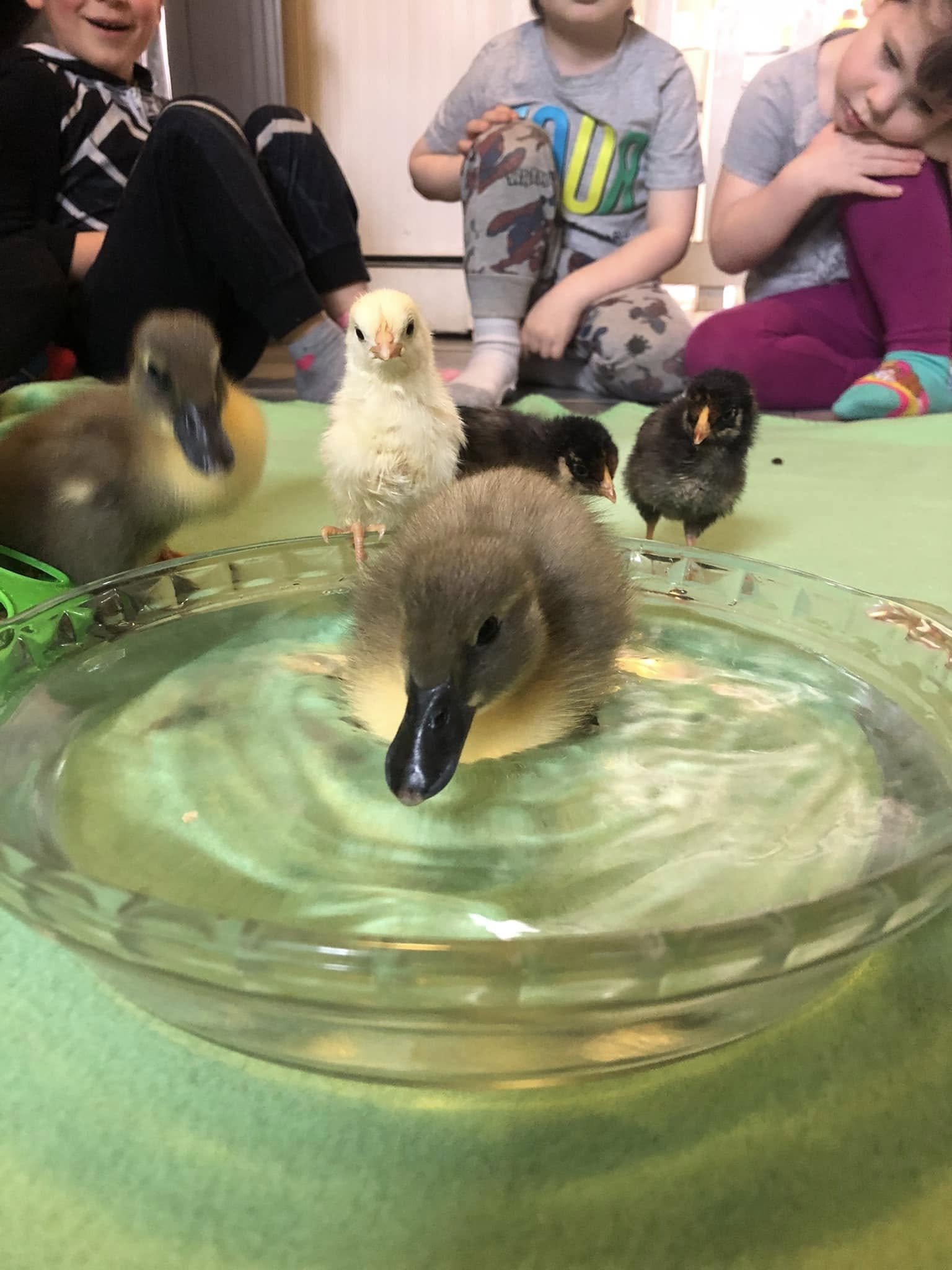 Children playing around a glass bowl filled with water and rubber ducks and chicks on a green surface.