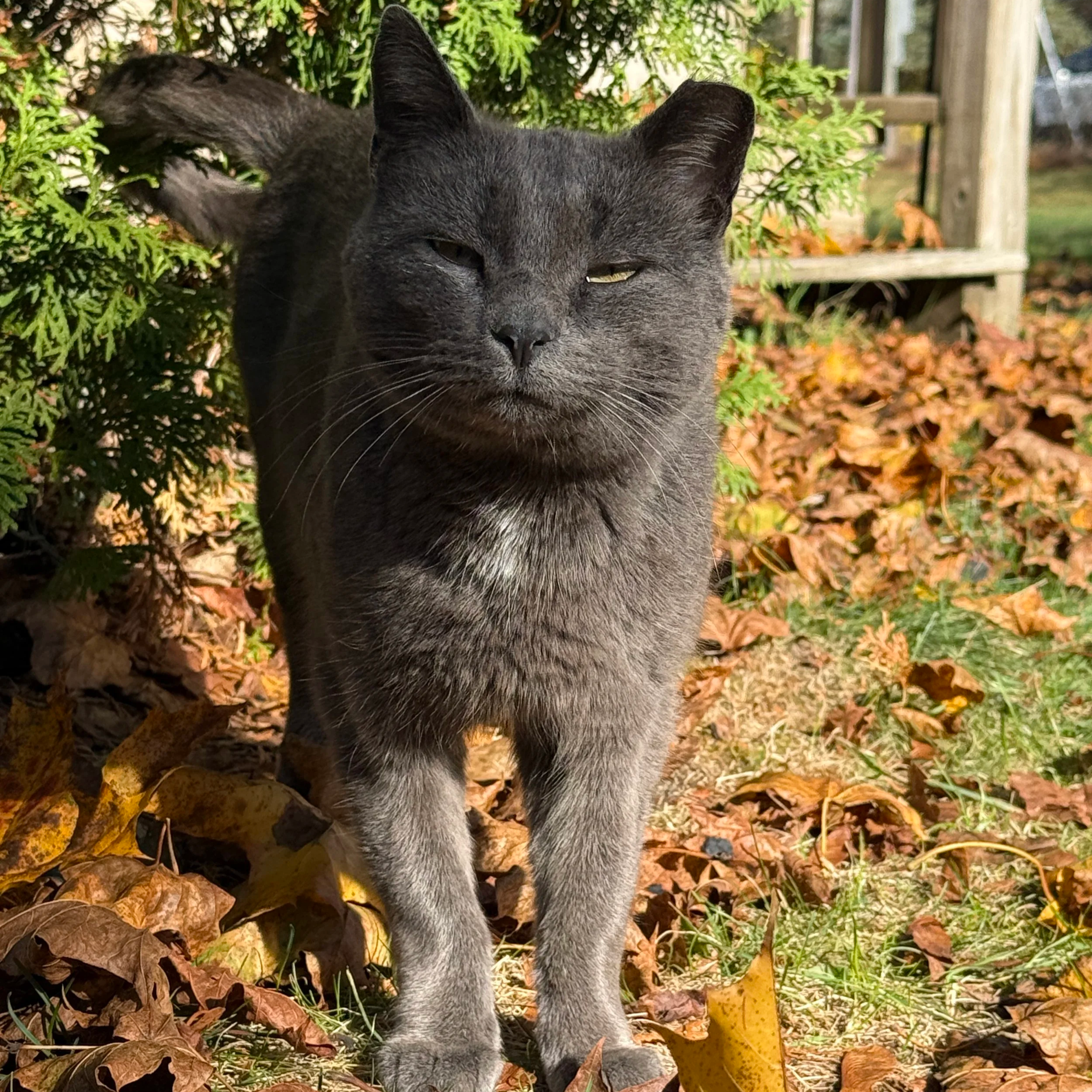 A gray cat with yellow eyes partially hidden behind green and brown autumn leaves.