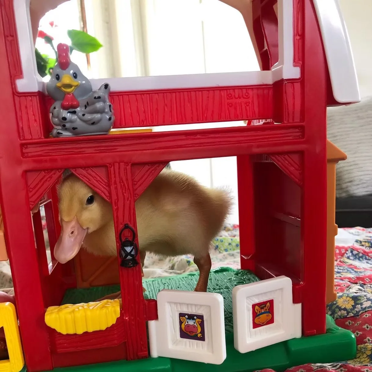A duckling is inside a red plastic barn toy, with a decorative chicken figure on top and colorful patches on the base, set on a floral-patterned blanket.