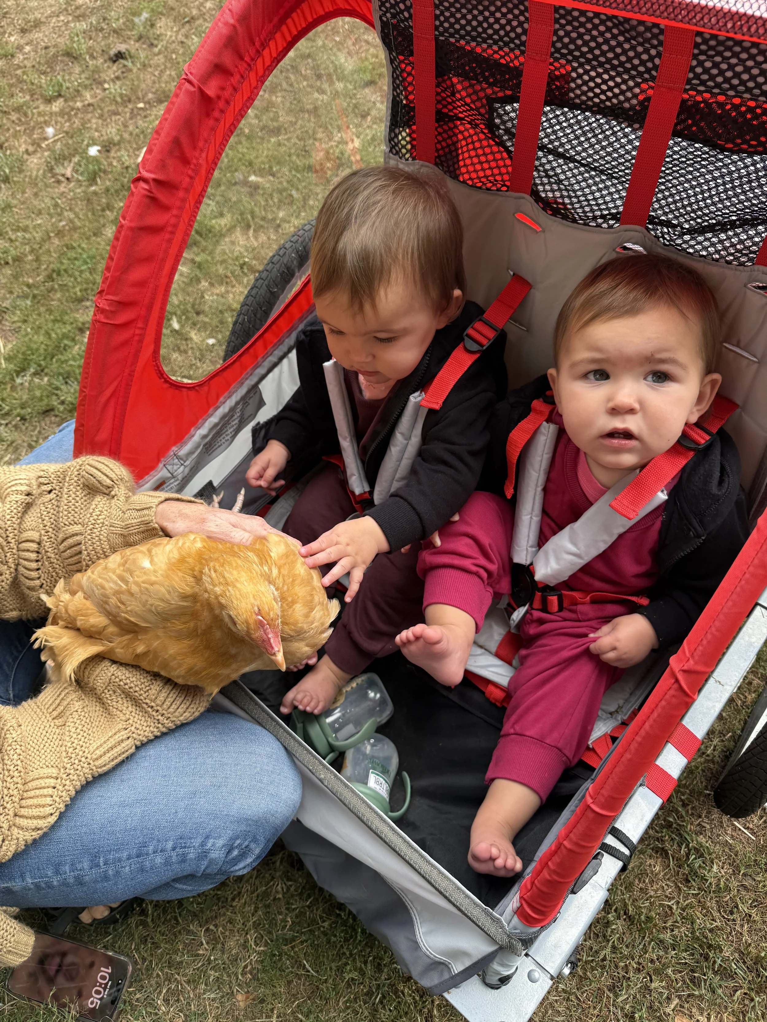 Two young children in a red and gray stroller outdoors on grass, reaching towards a person holding a chicken. The person is wearing a mustard-colored sweater and jeans, with a visible wristwatch. The scene appears to be at a farm or petting zoo.