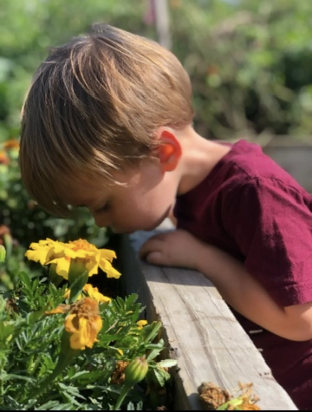 A young boy with light brown hair leaning over a wooden garden border, smelling yellow and orange flowers on a sunny day.