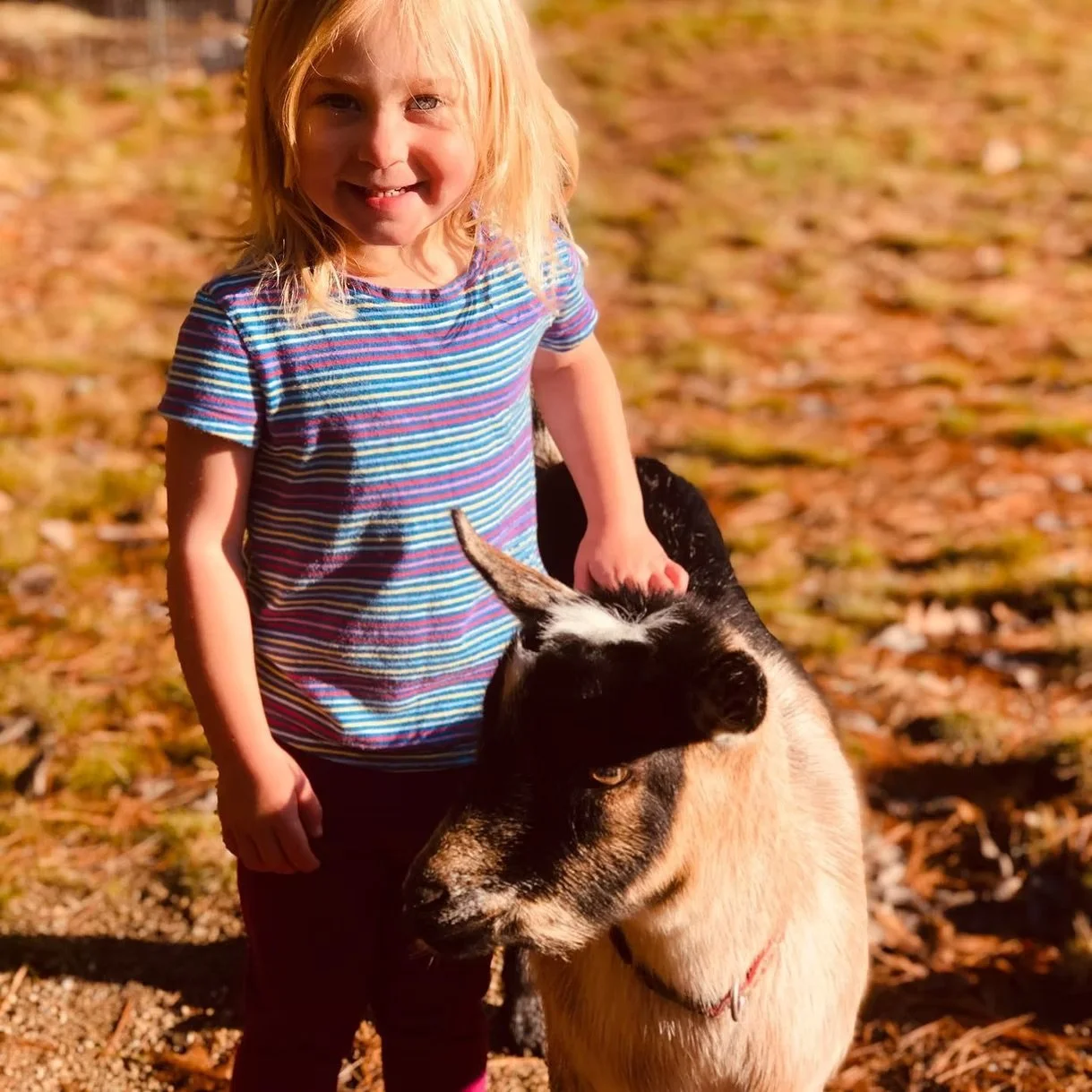 A young girl with blonde hair wearing a colorful striped shirt smiling and petting a goat outdoors during fall, with fallen leaves on the ground.
