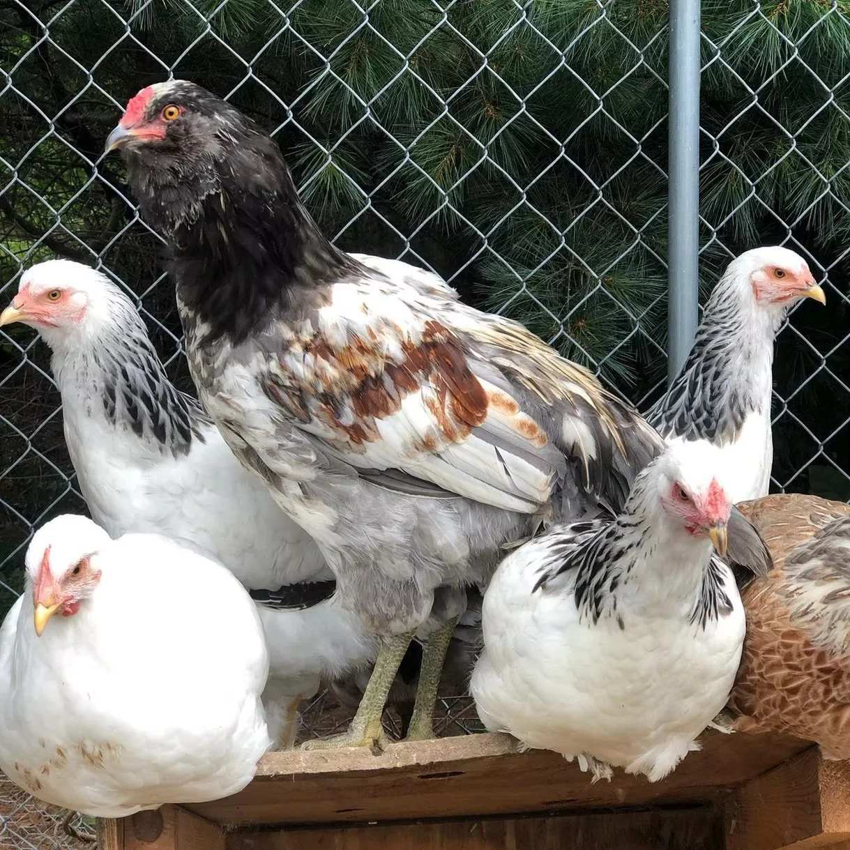 A group of chickens and one large bird, likely a pheasant or similar, behind a chain-link fence with green foliage in the background.