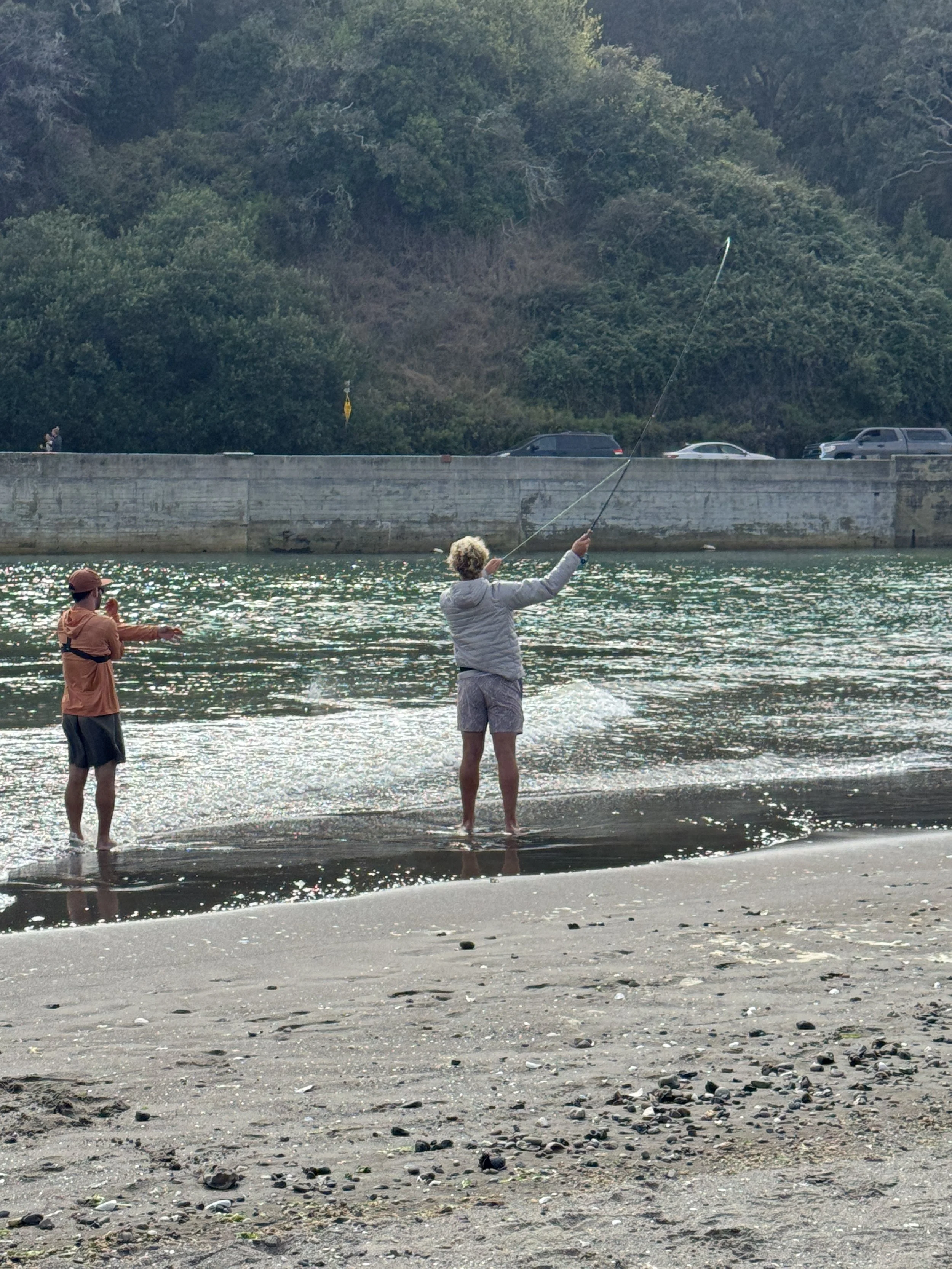 People fishing and wading in the water at a beach with a forested area and cars parked across a concrete barrier in the background.