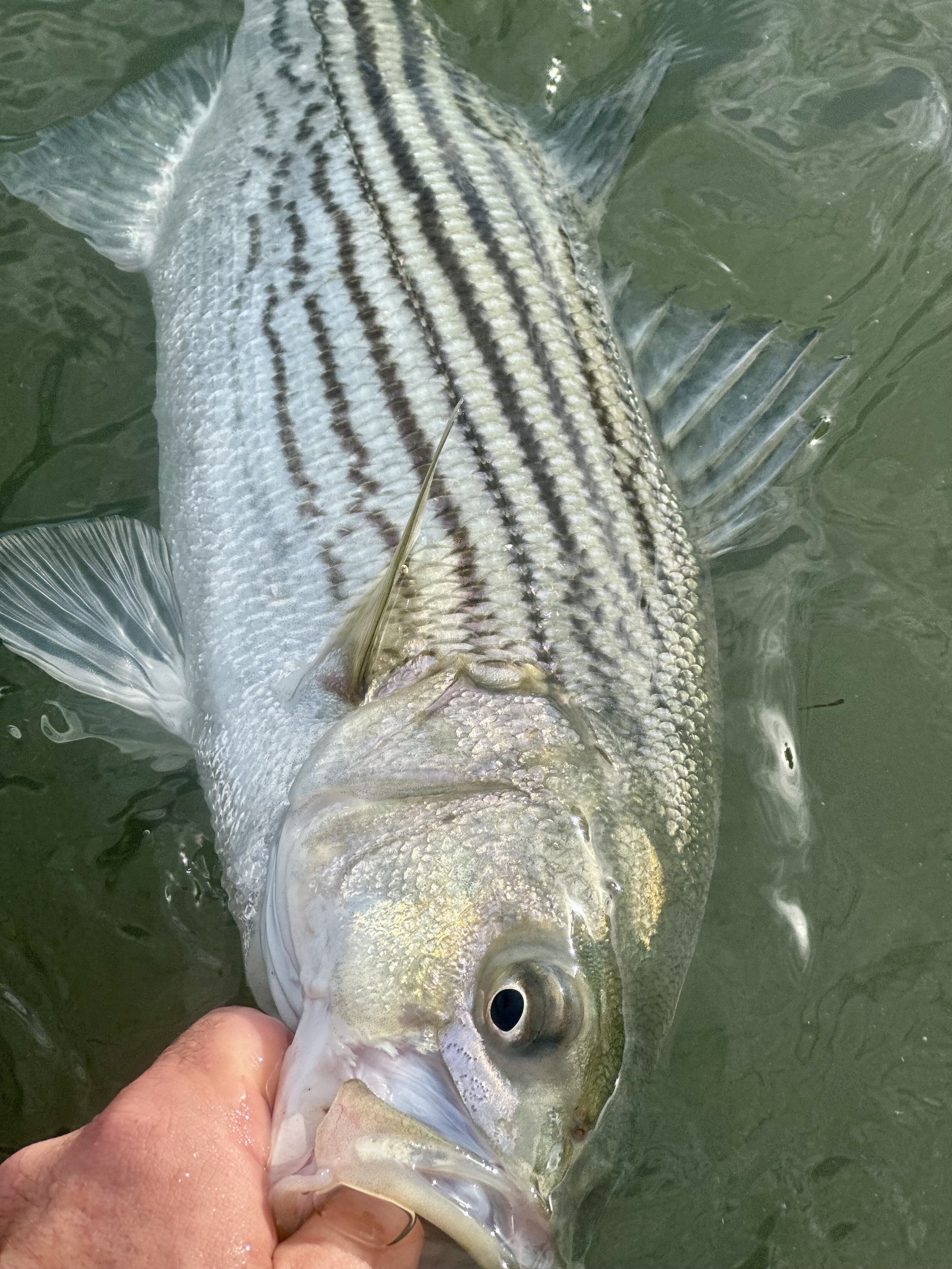 A person holding a fish with black and silver scales, partially submerged in water.