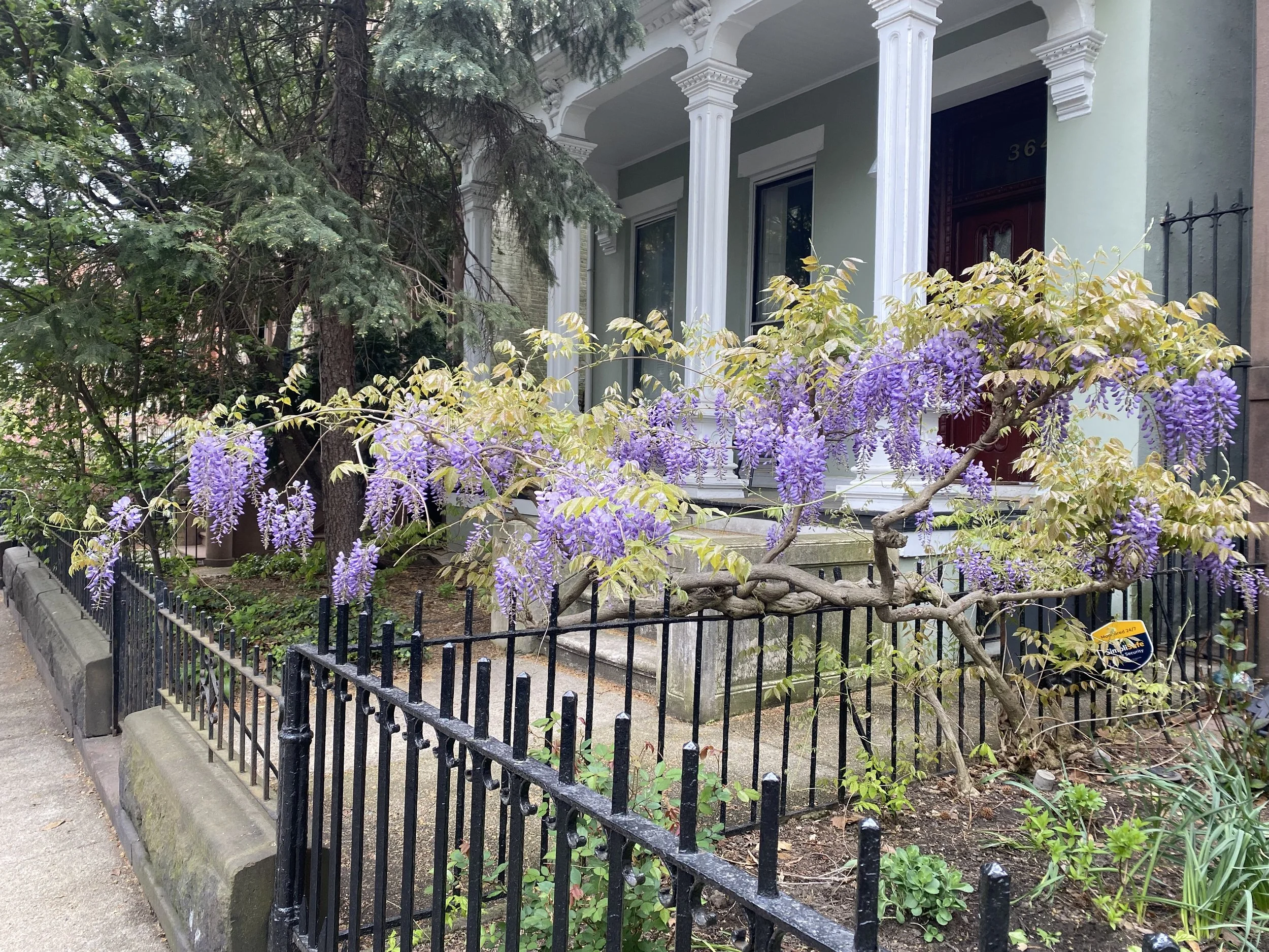 Front yard with black iron fence, purple flowering vine, green bushes, and large tree in front of a Victorian-style house with white trim and pillars, blue walls, brown door, and house number 364.