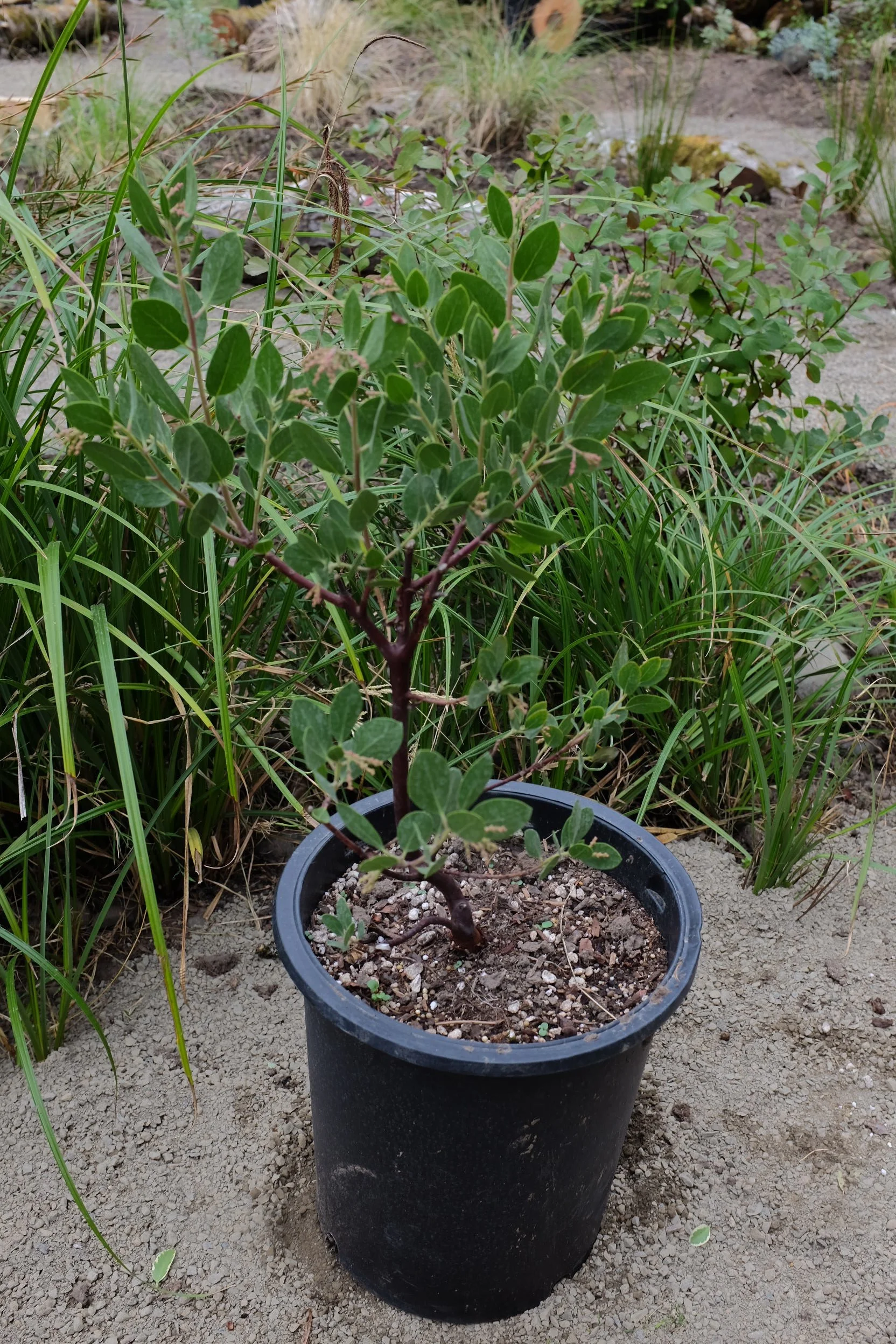 Arctostaphylos St. Helena 5 gal