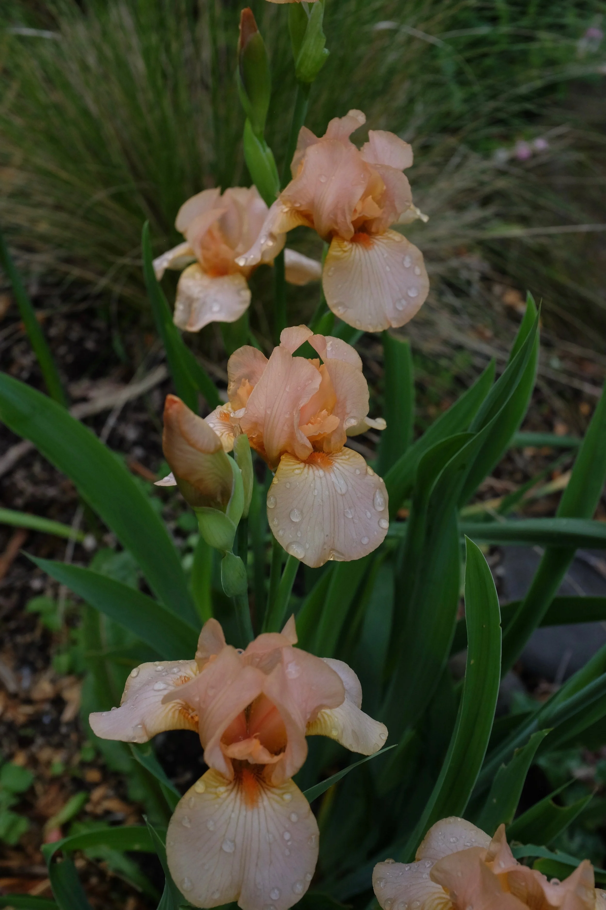 Iris "Endless Treasure" rhizome