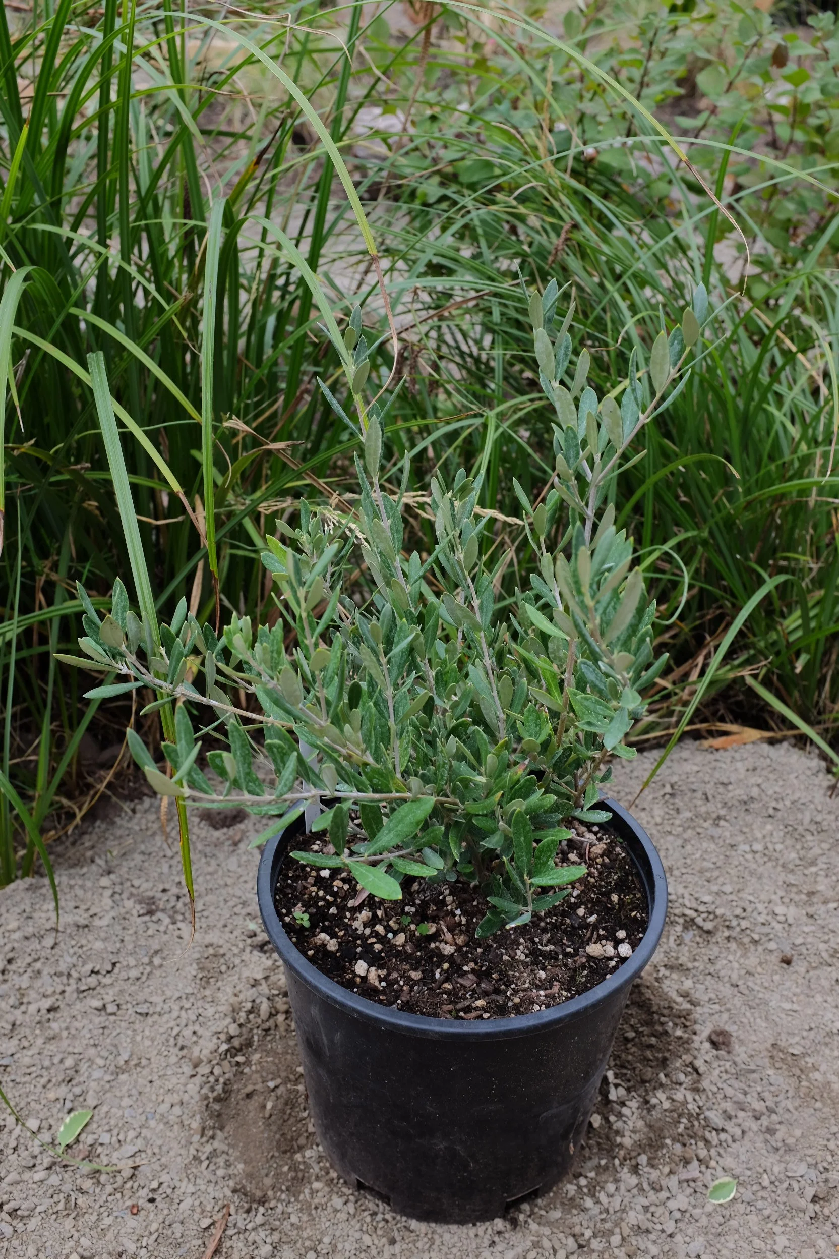 Olea europa 'Little Olllie' 3 gal