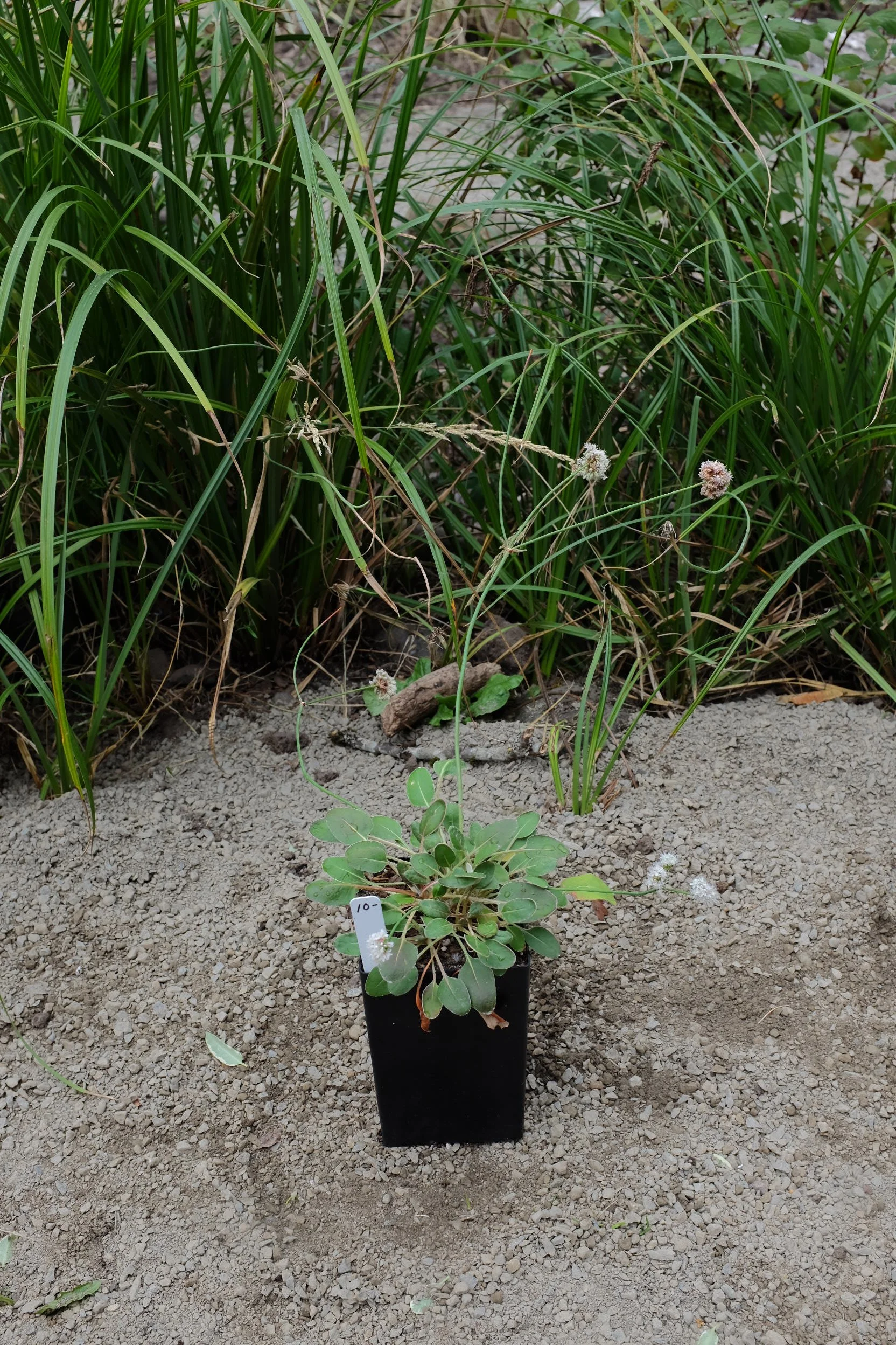 Eriogonum latifolium 4"