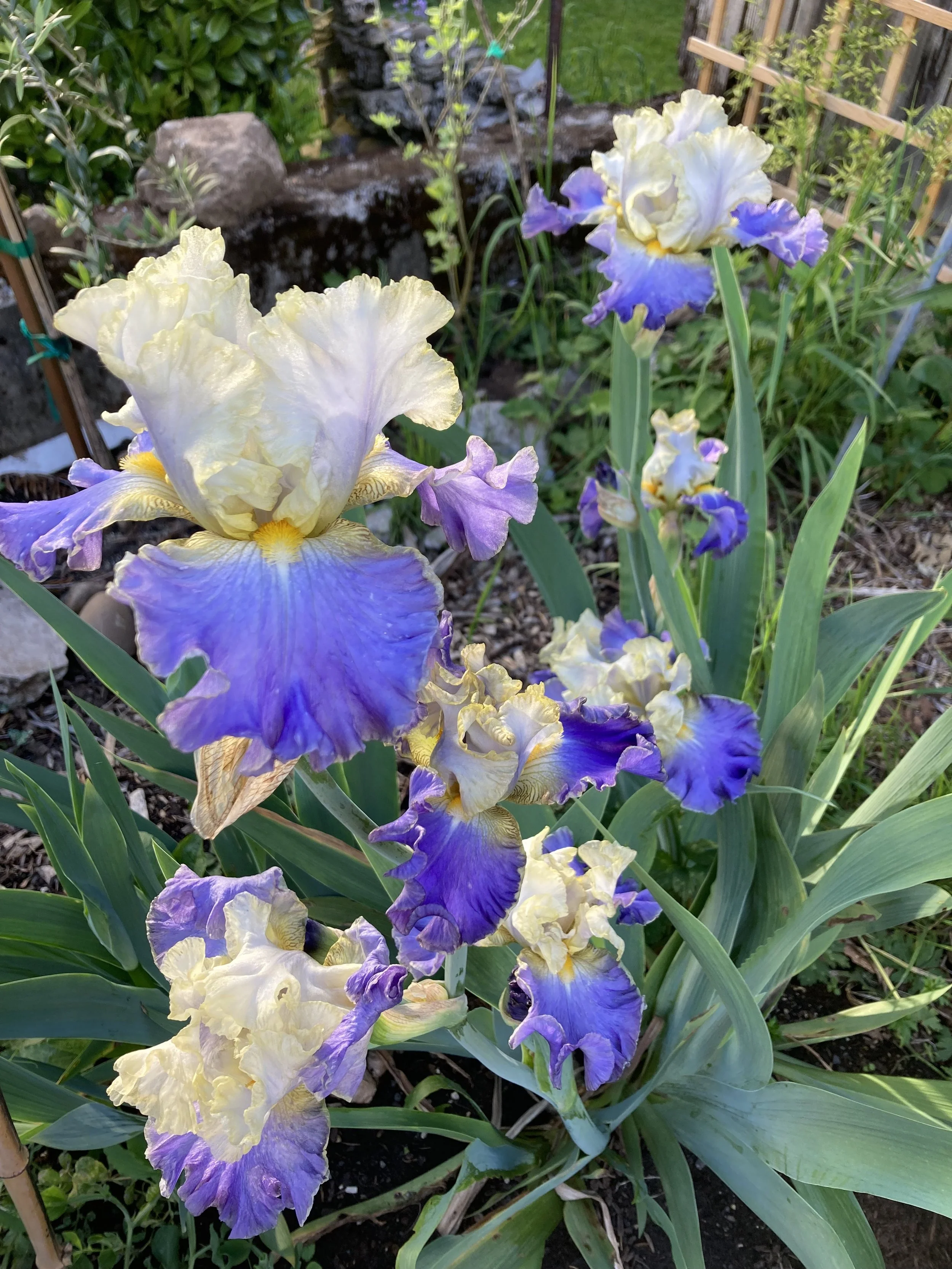 Iris "Gilt Edged" 1 gal