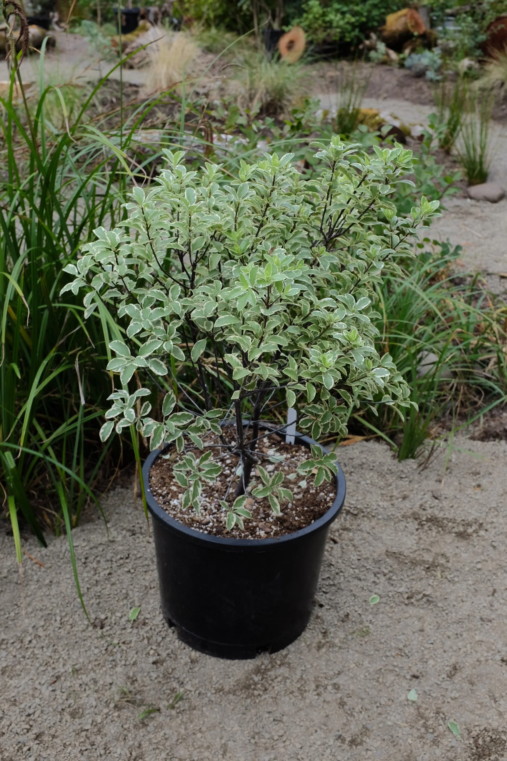 Pittosporum tenuifolium 'Marjorie Channon' 5 gal