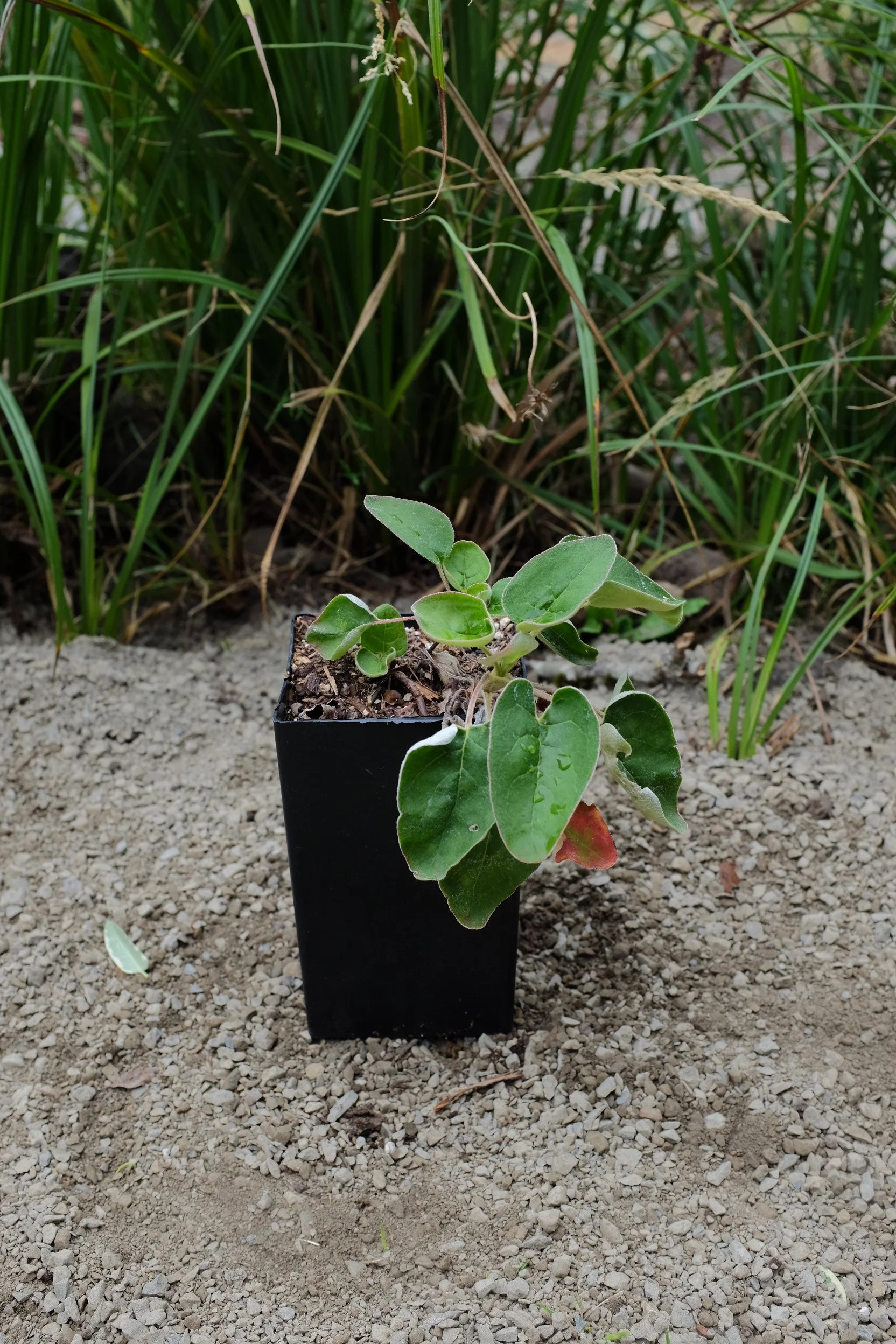 Eriogonum compositum 4"