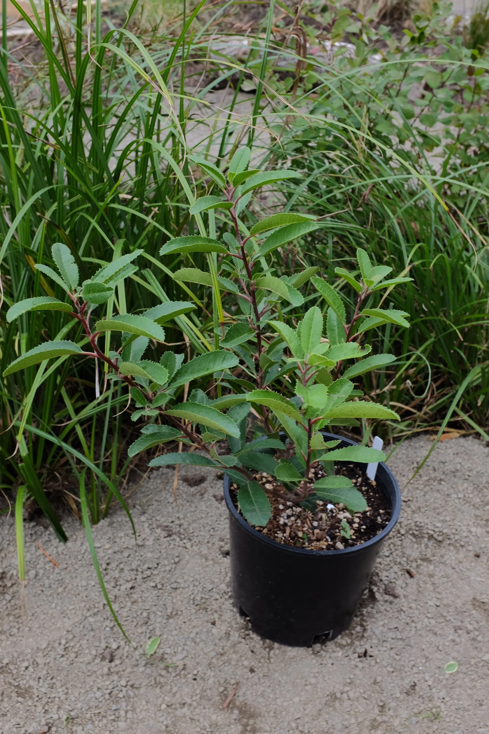 Heteromeles Arbutifolia 3 gal