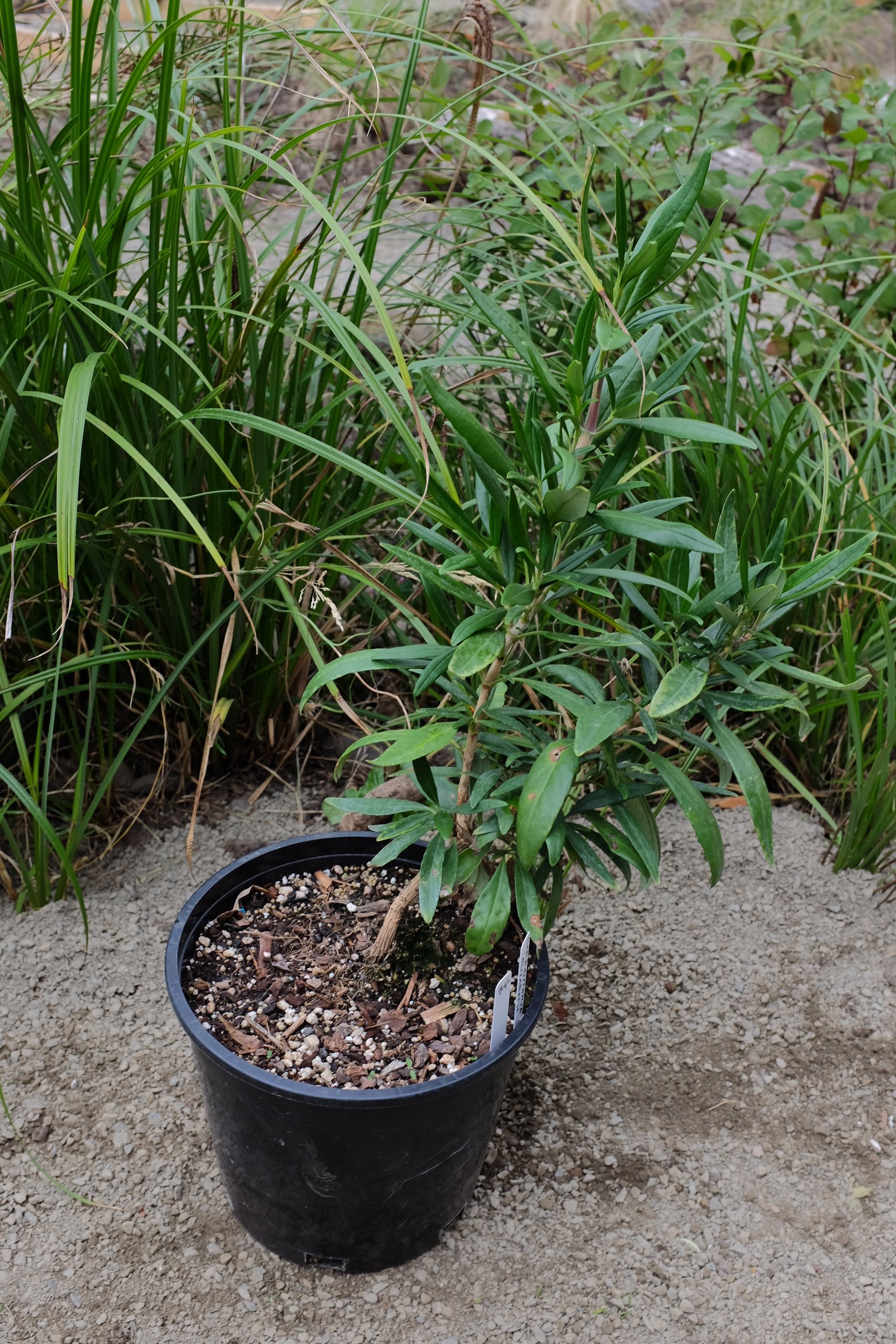 Carpenteria californica 'Elizabeth' 3 gal