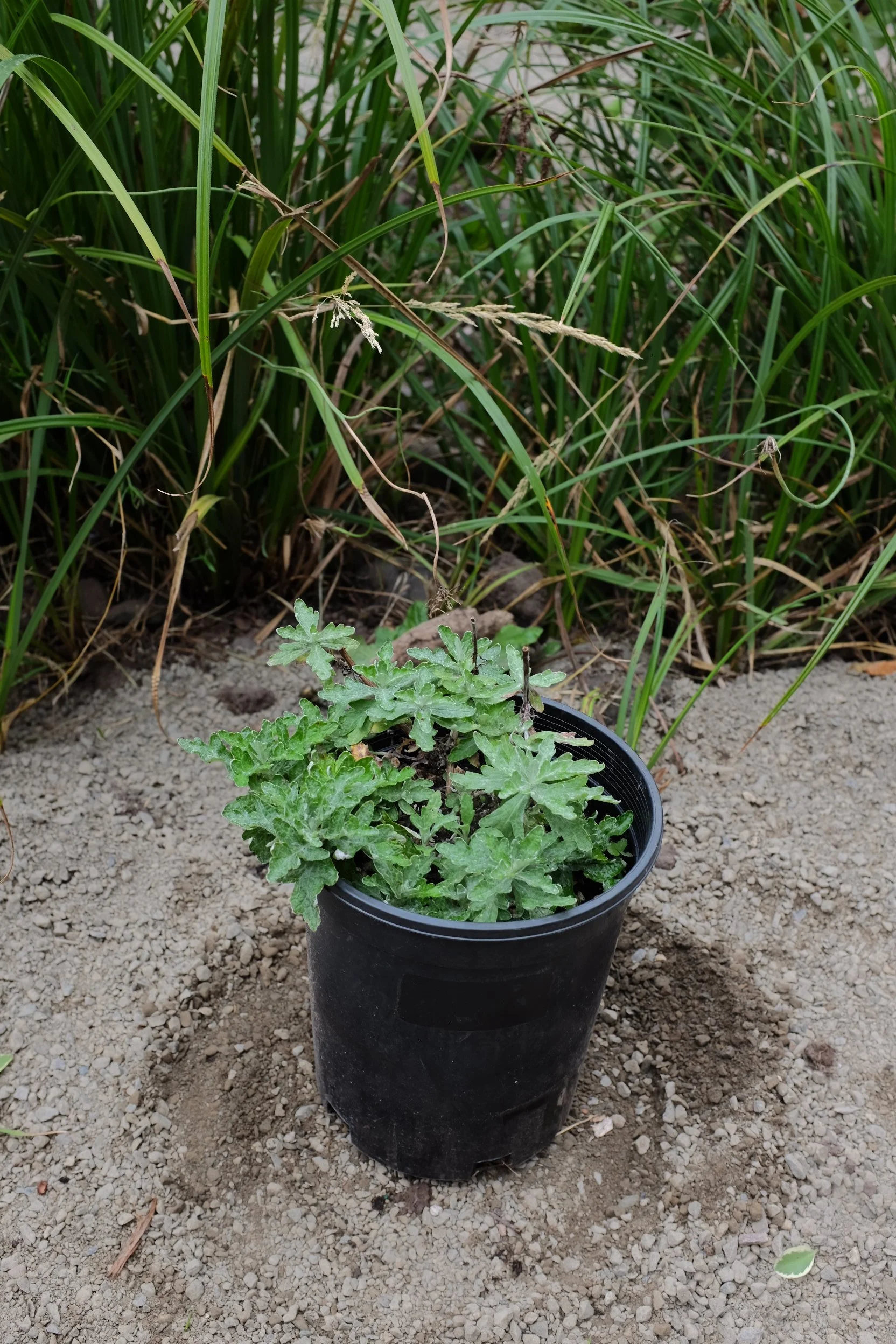 Eriophyllum lanatum 1 gal