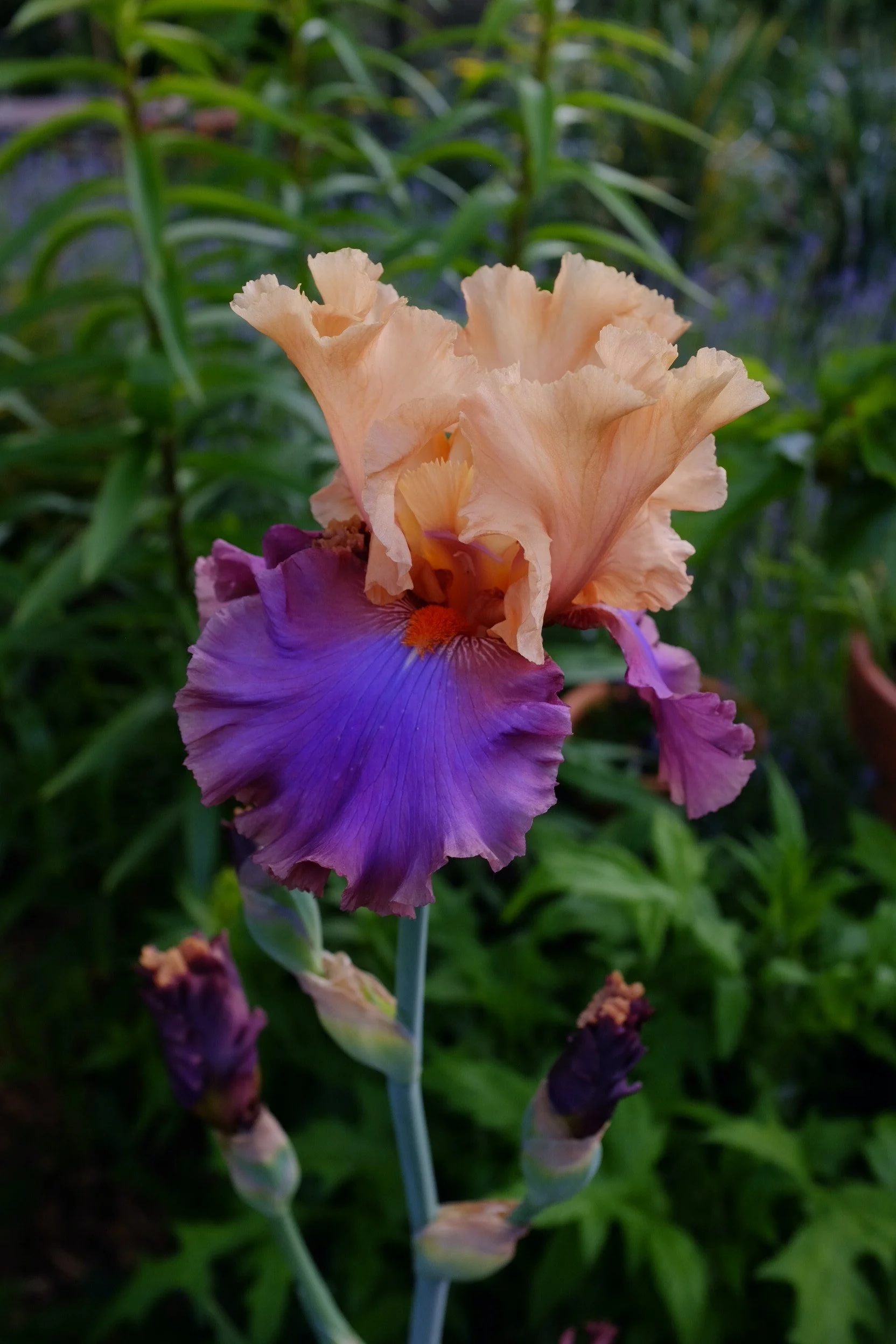 Iris "Grand Canyon Sunset" 1 gal