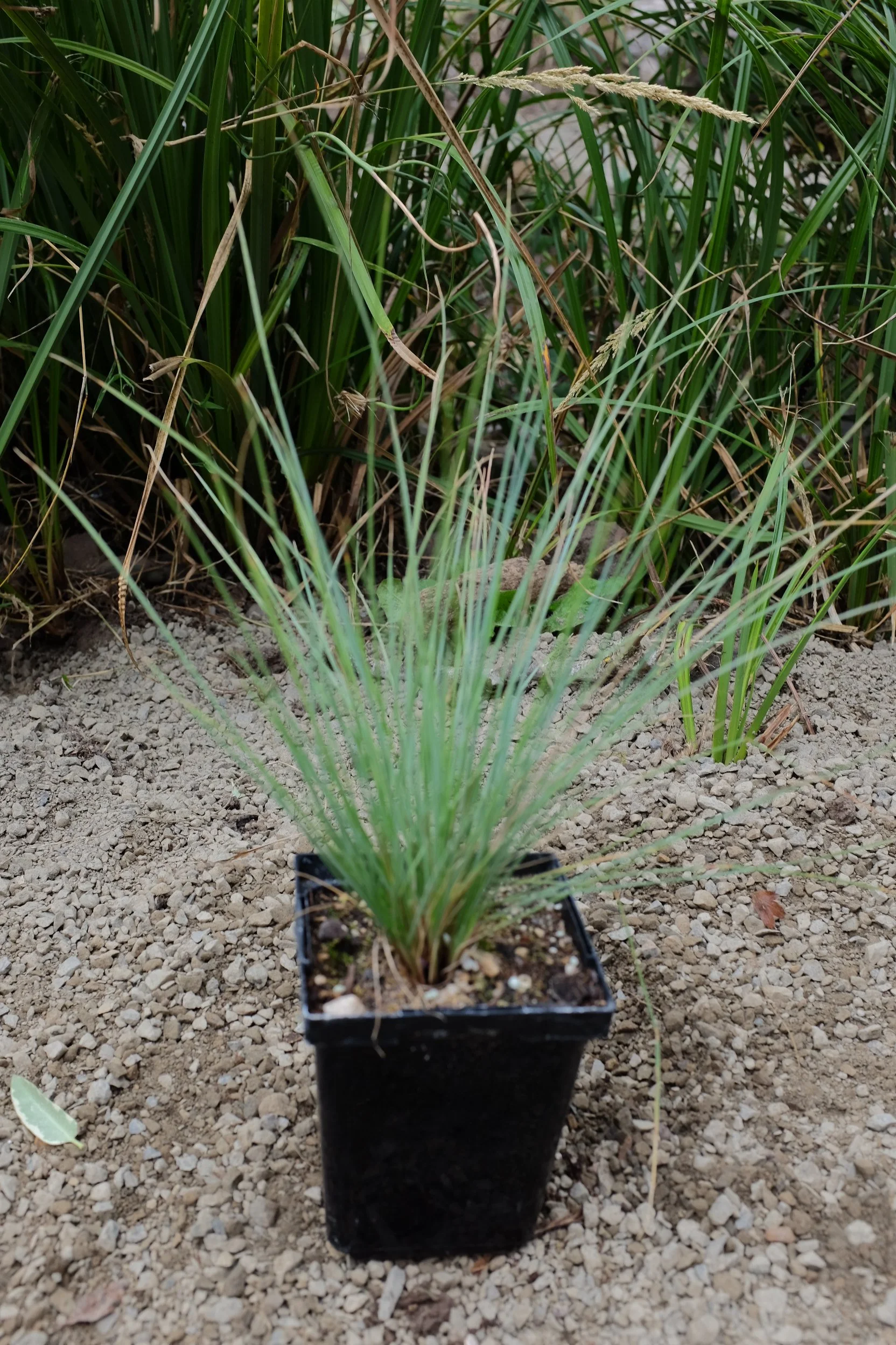 Festuca Roemeri 4"