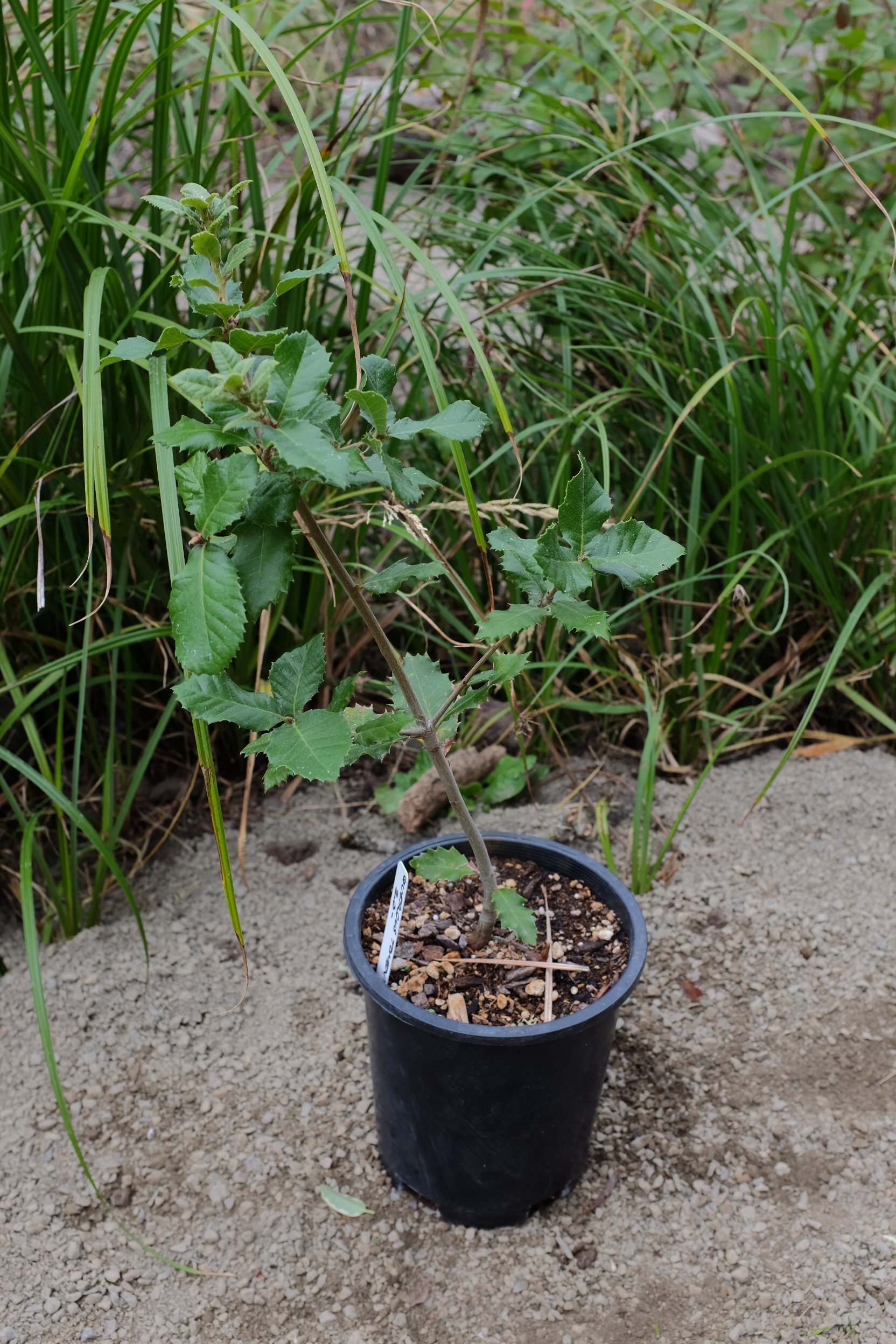 Quercus tomentella 1 gal