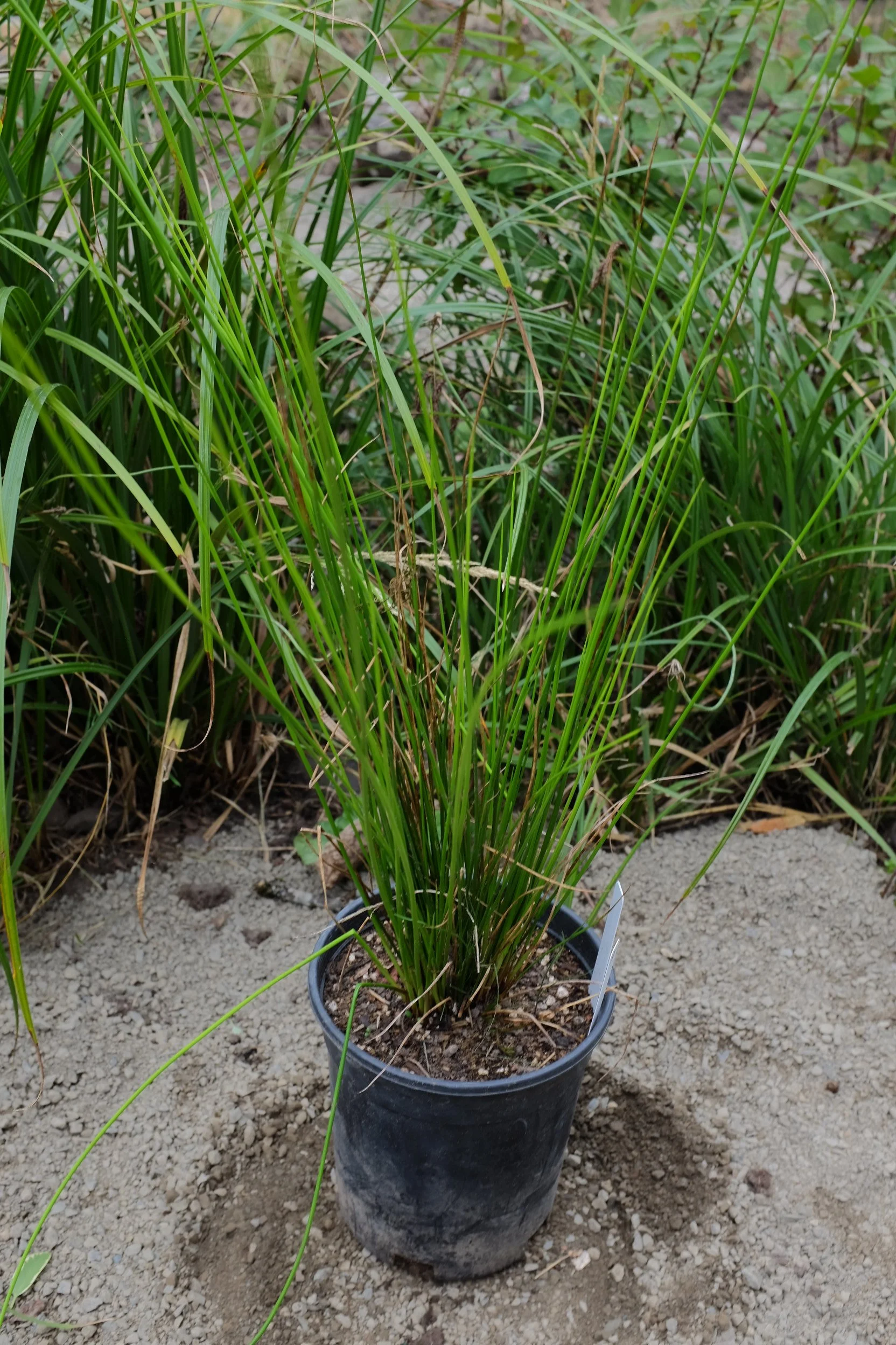 Jucus effusus var. pacificus 1 gal