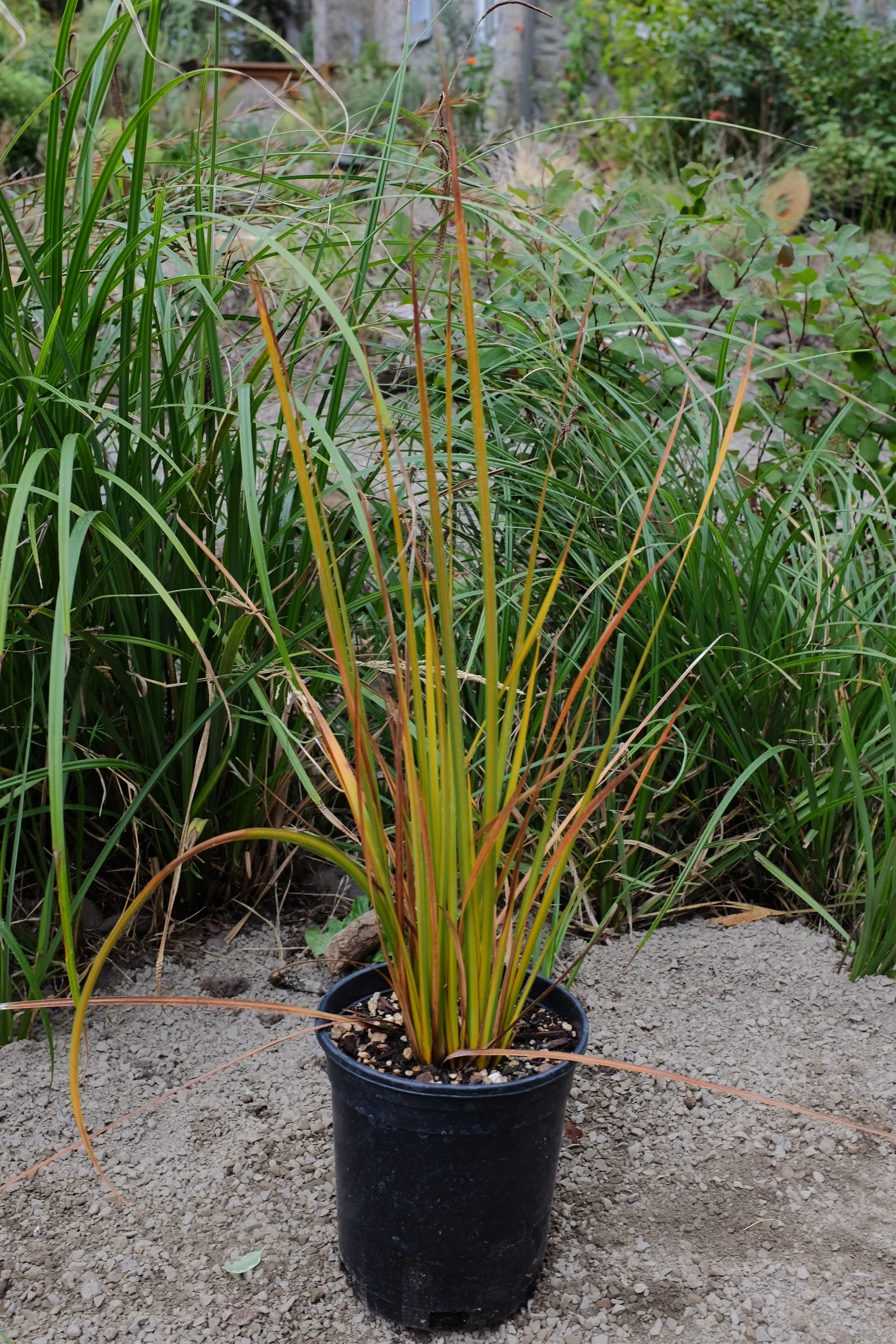 Libertia Peregrinans 1 gal