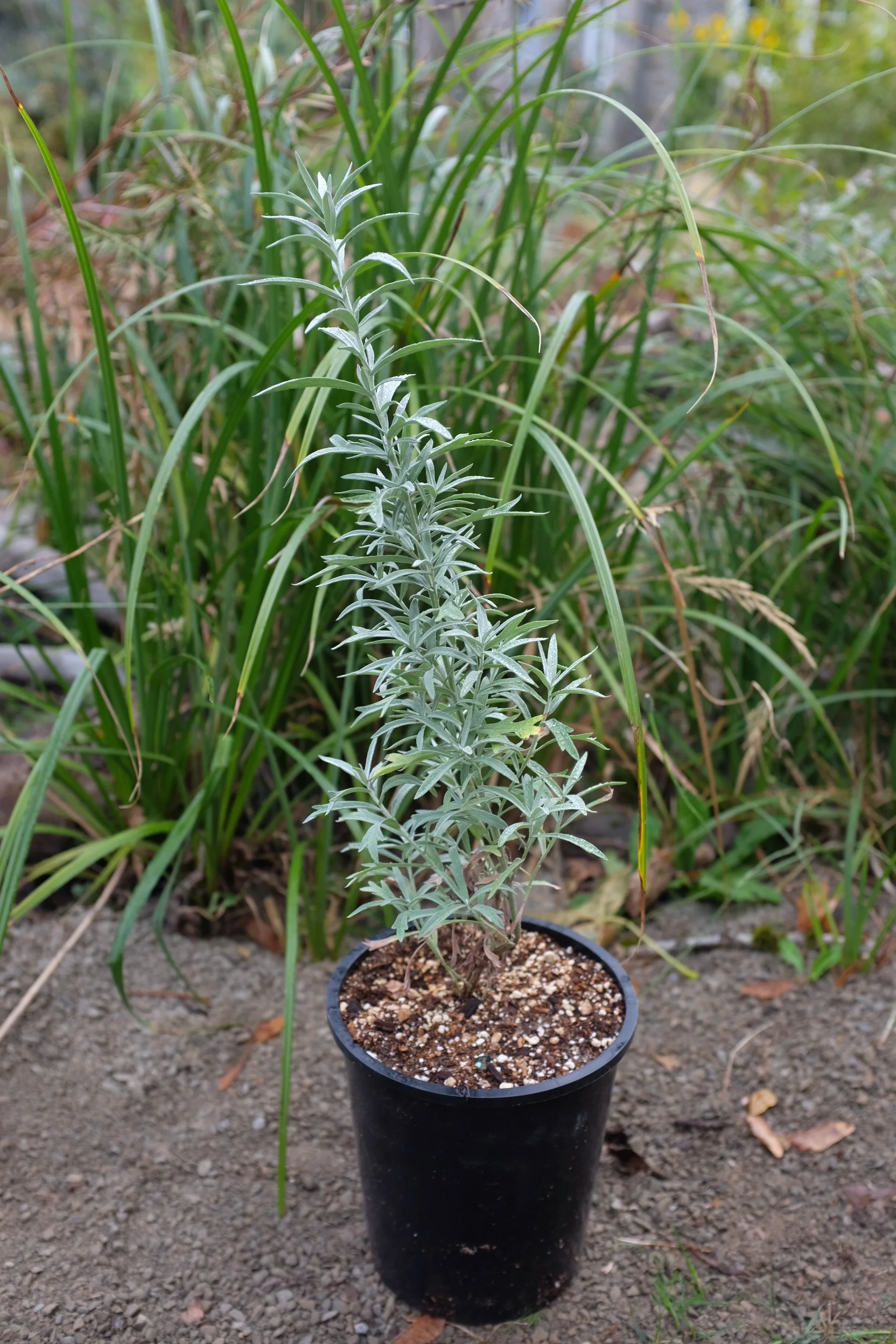 Artemisia ludoviciana ssp. candicans 1 gal