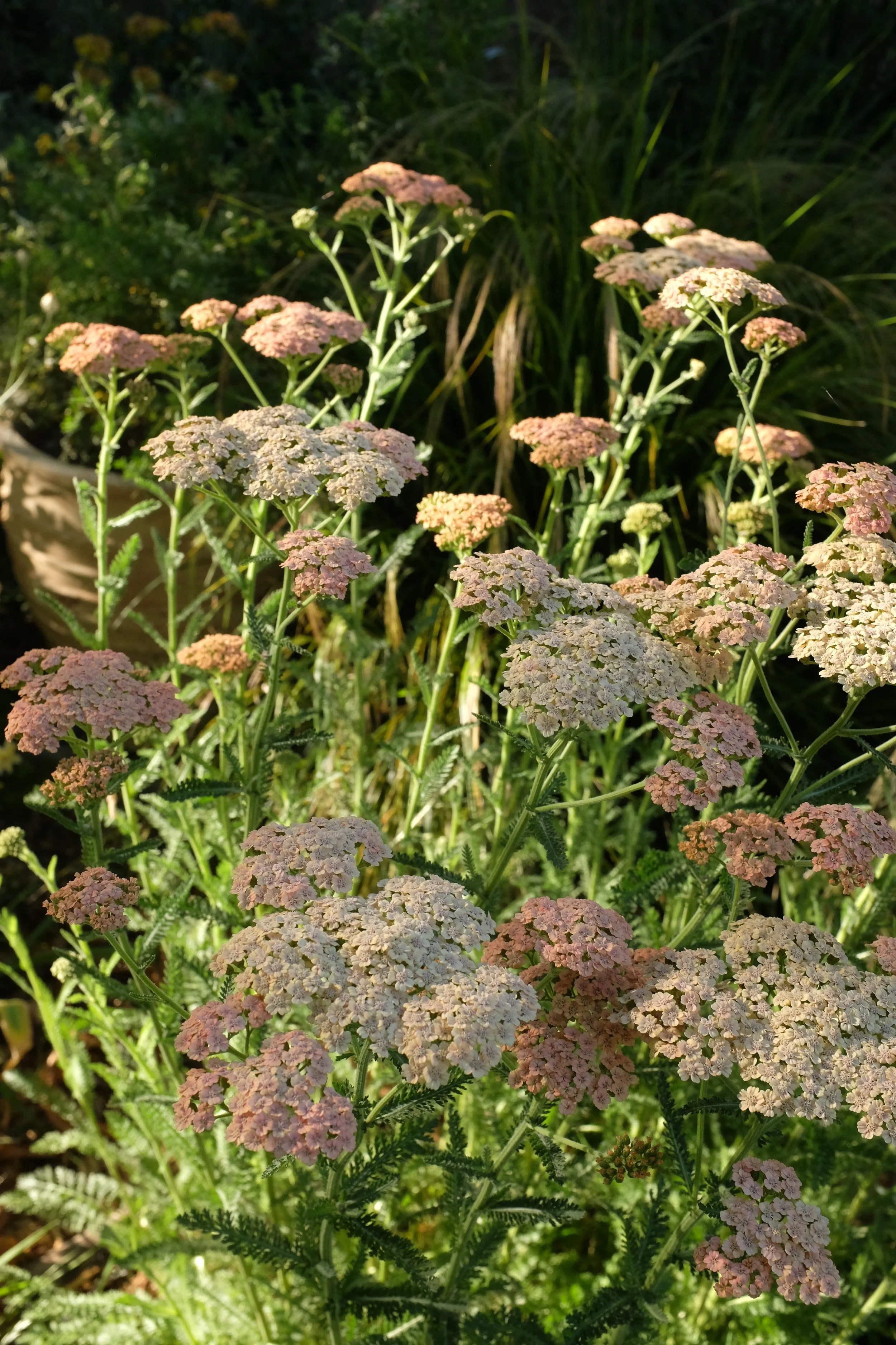 Achillea millefolium 'Cameo' 1 gal