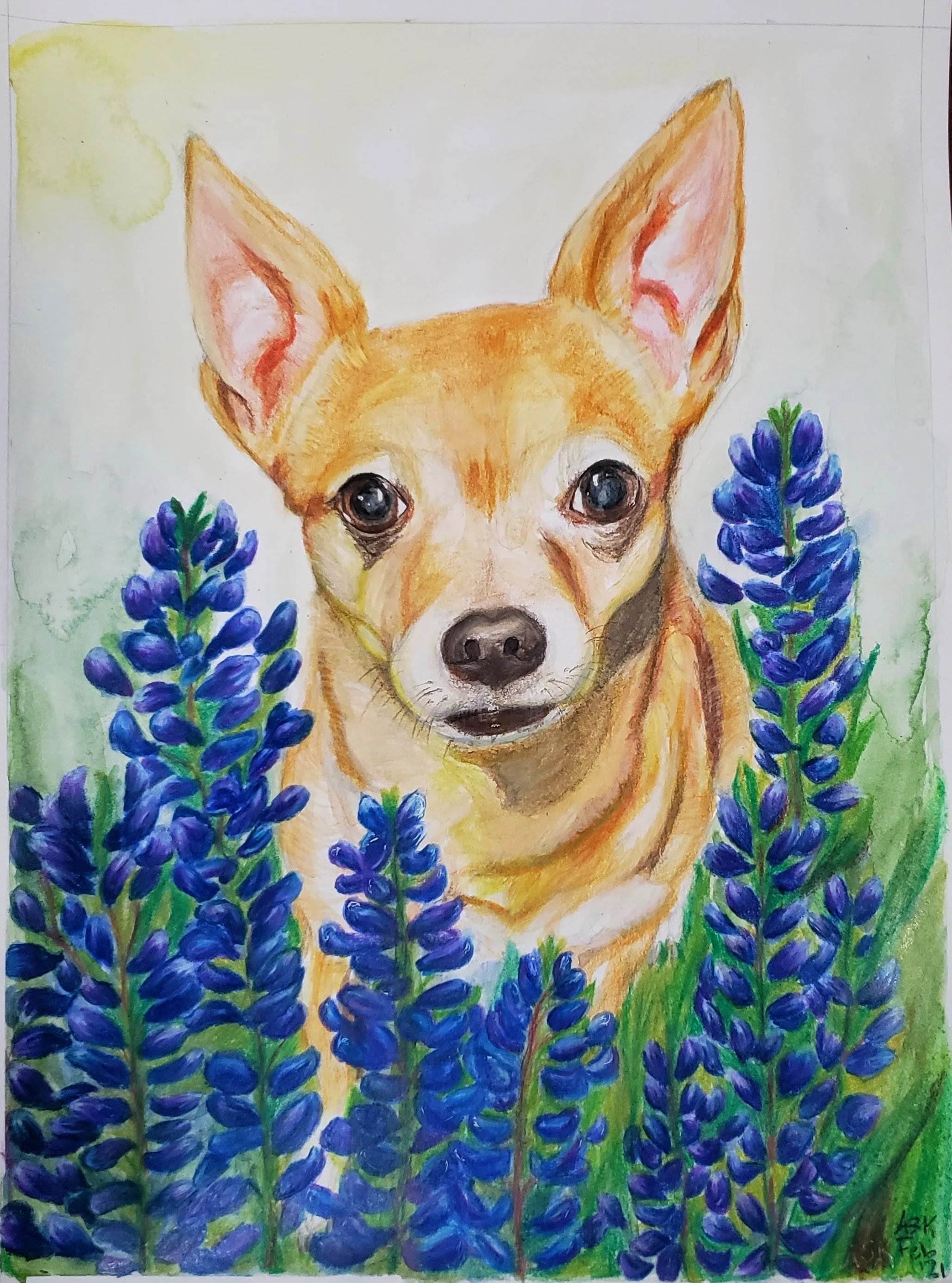 Texan Chihuahua