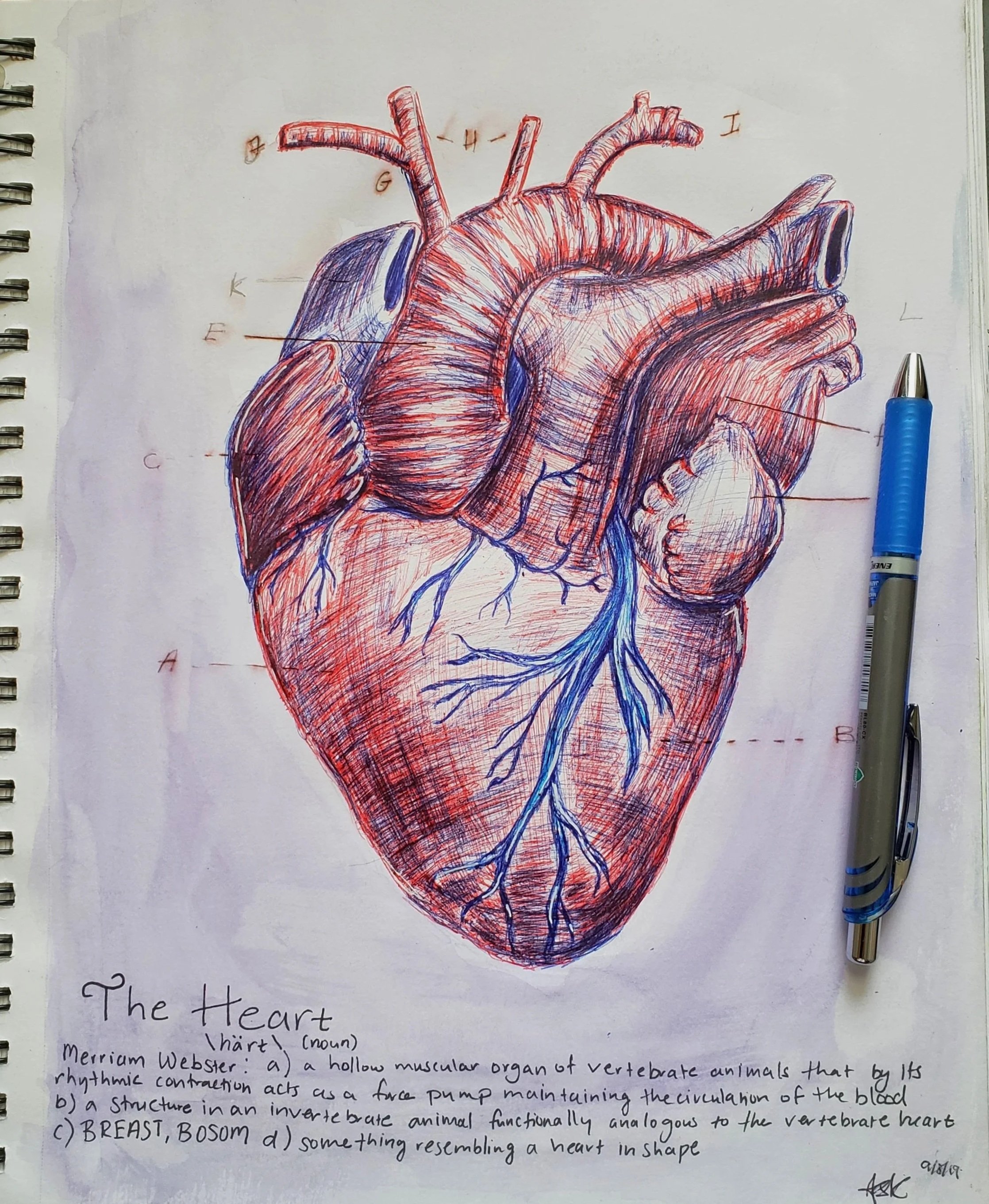 Anatomy Sketch 2