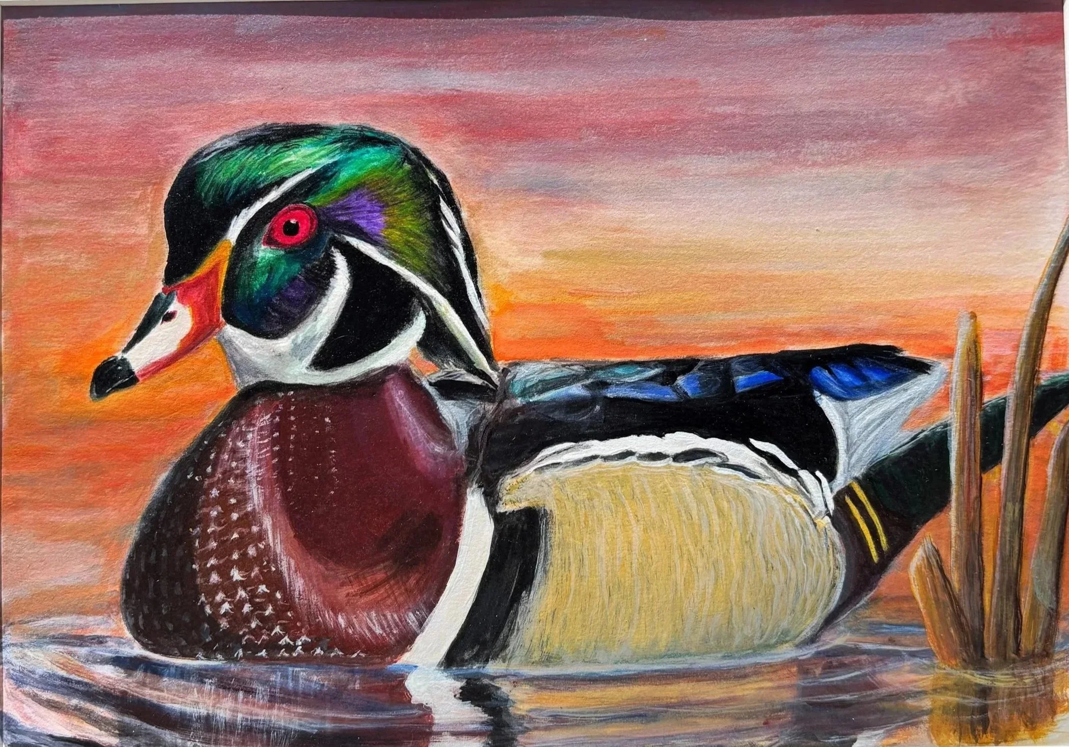 Wood Duck
