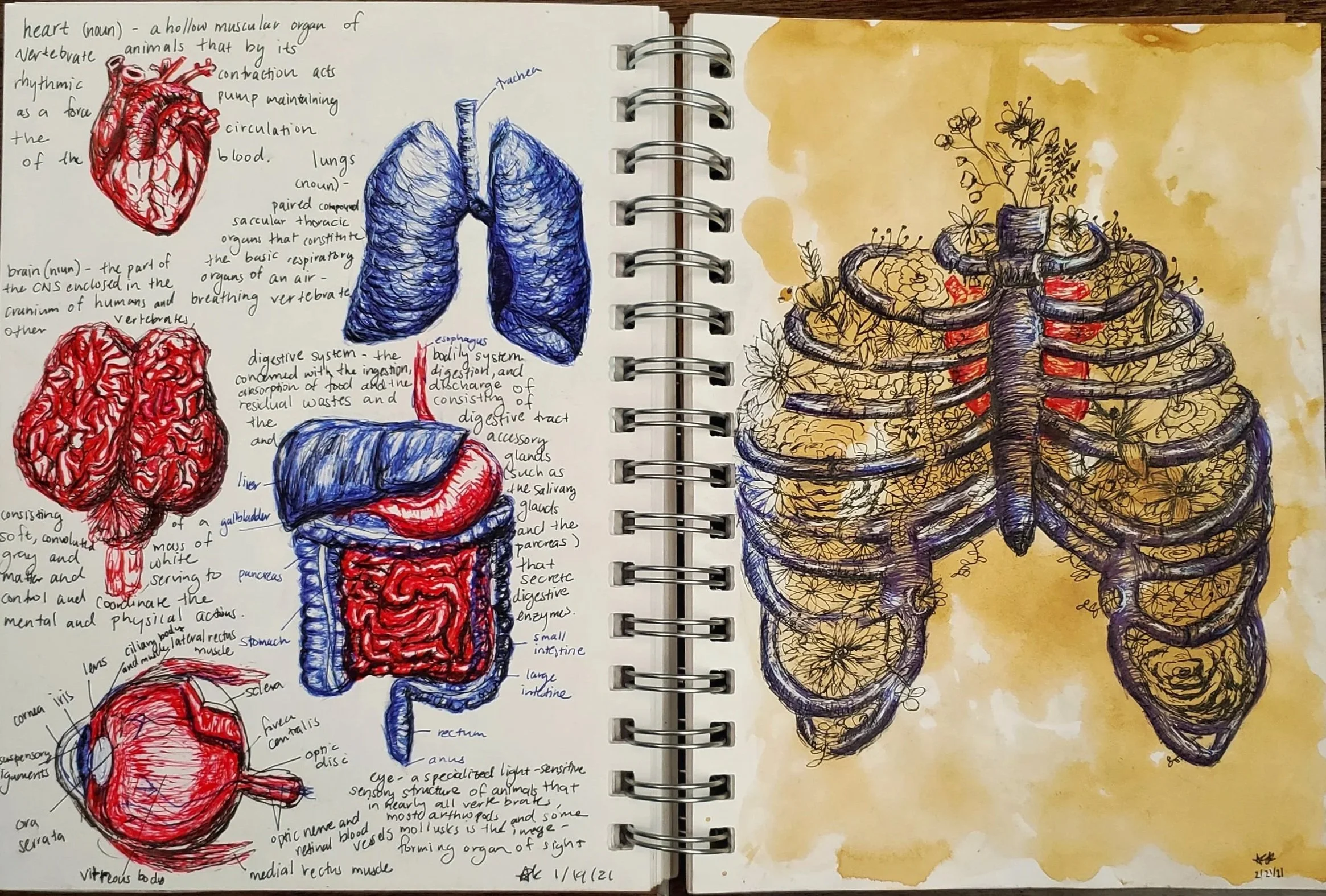 Anatomy Sketch