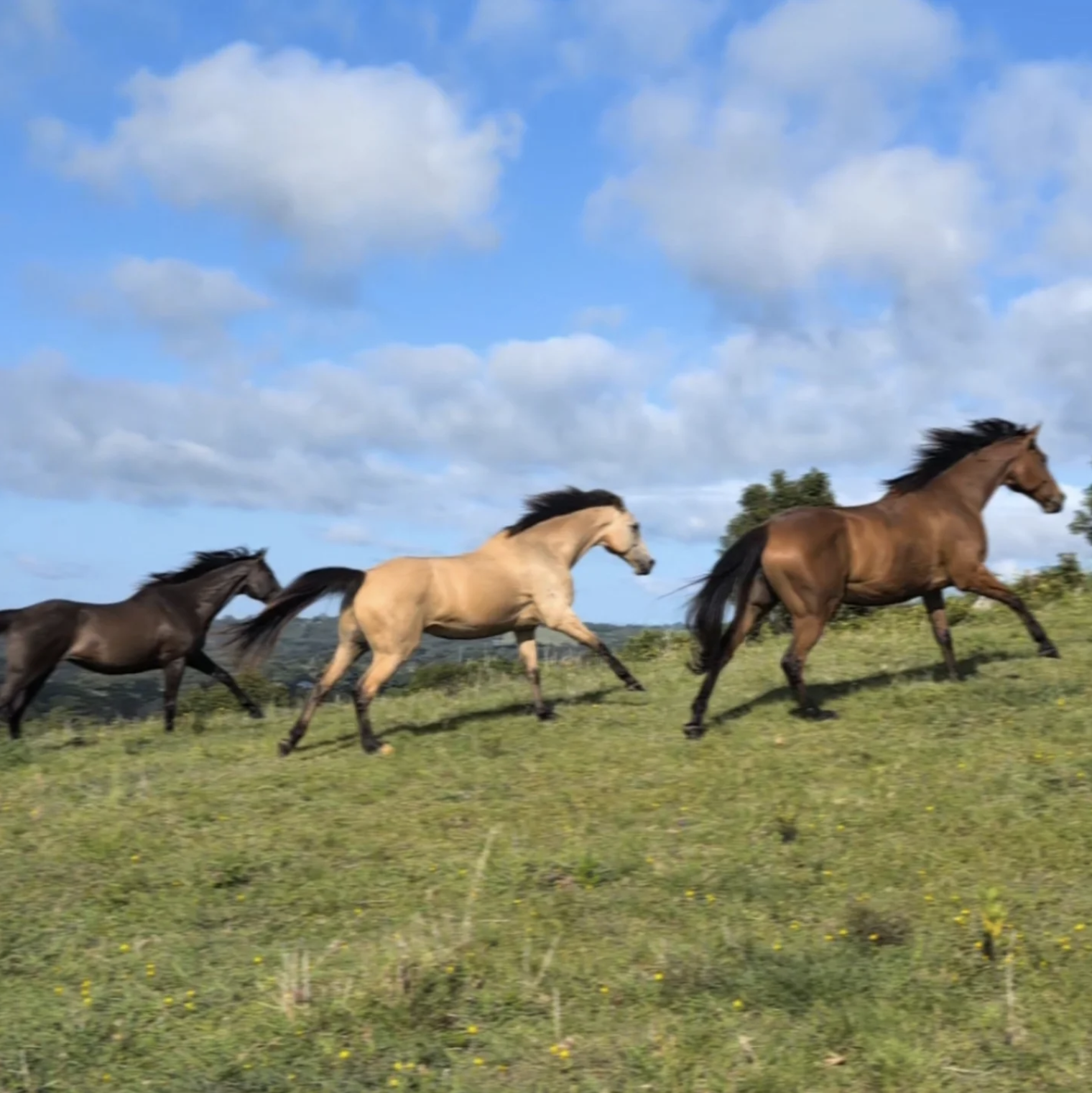 Four horses running across a grassy field with a blue sky and white clouds above.