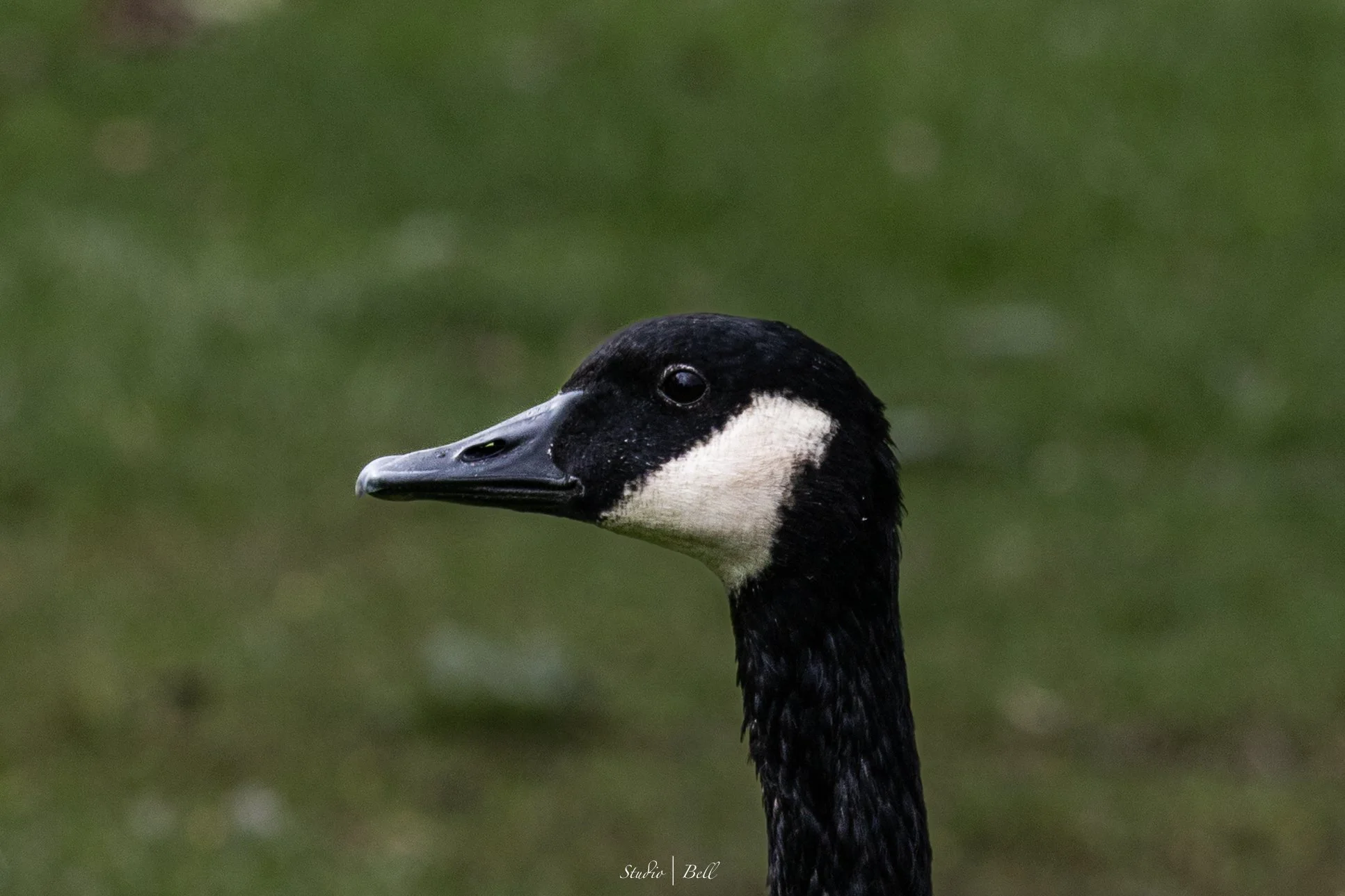 IMG_0364.jpeg