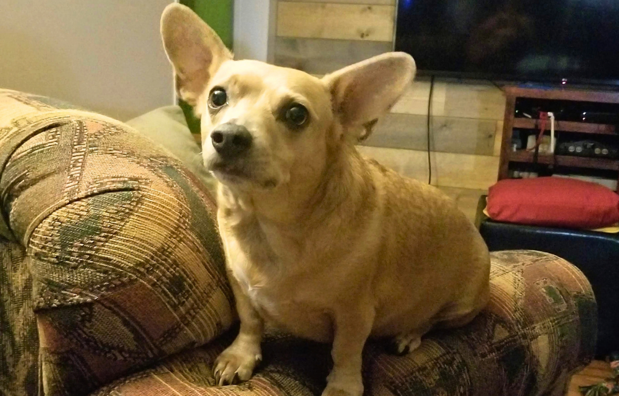 small brown Chihuahua
