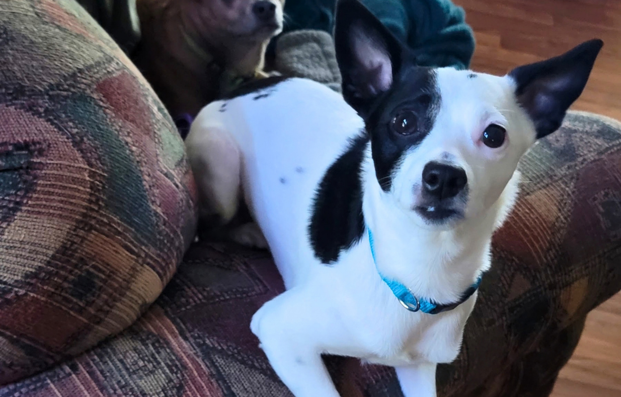 small black and white dog