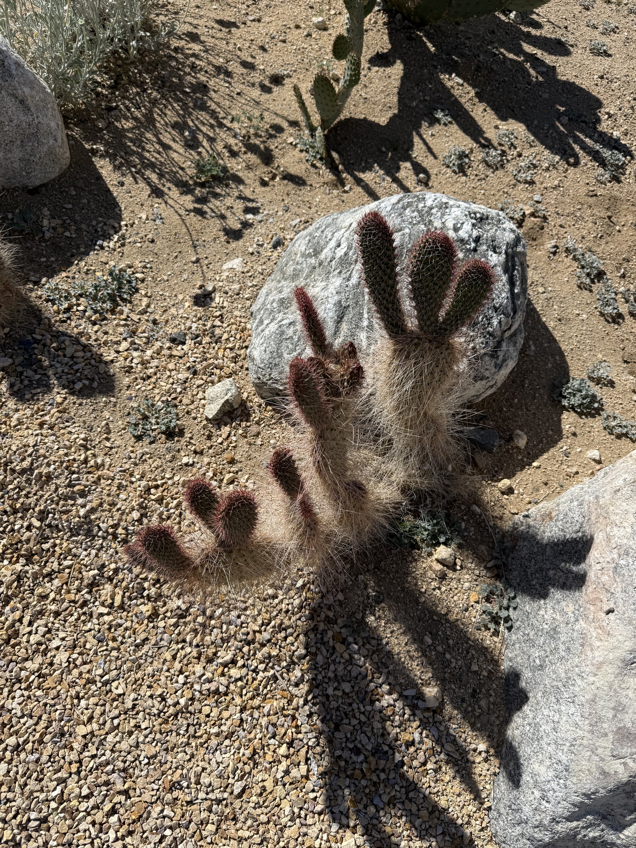 Close-up of a young cholla cactus with reddish spines growing among desert rocks and gravel at Panorama House, casting long shadows in the afternoon sunlight.