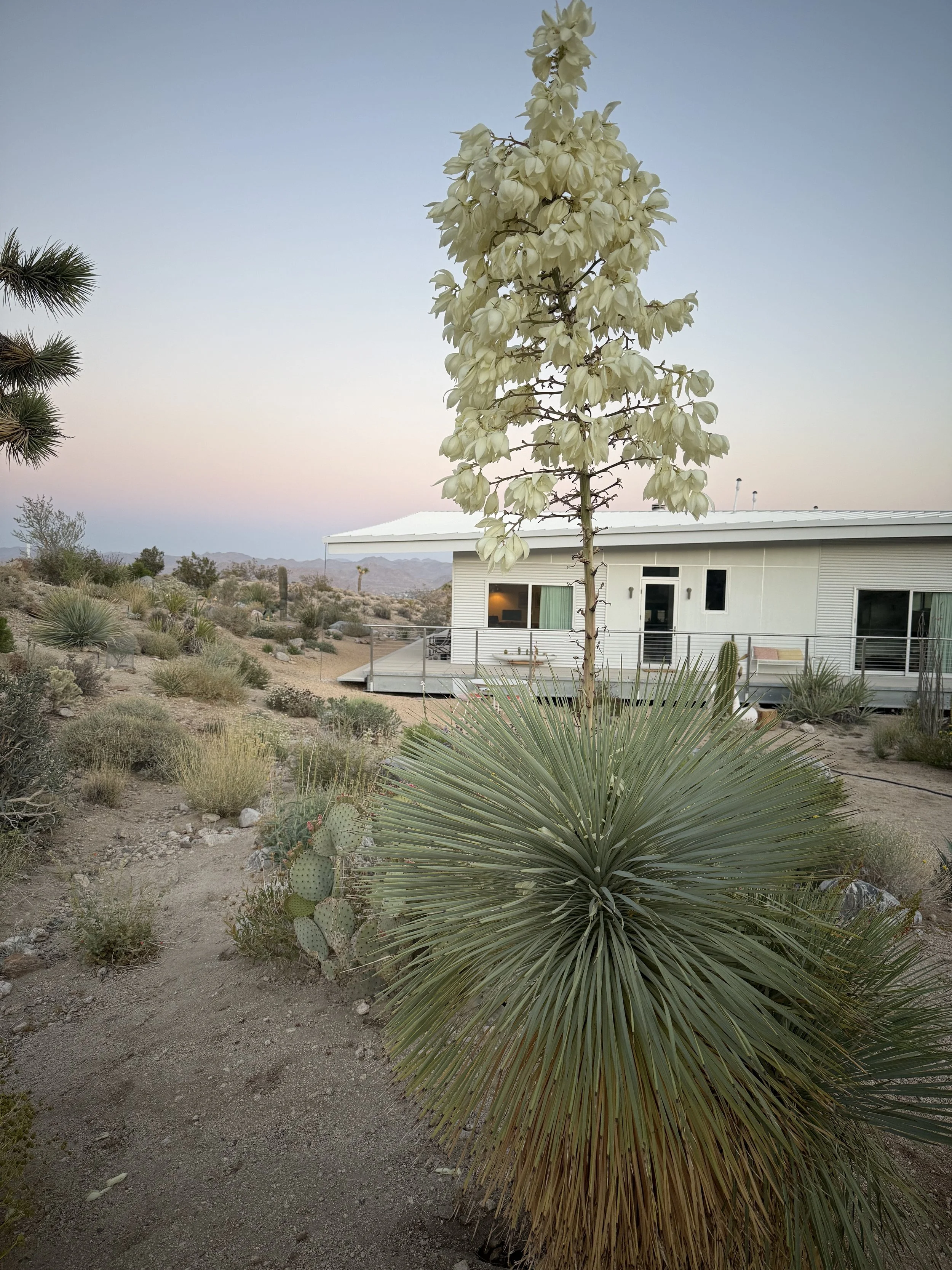 Flowering Yucca rostrata with a tall stalk of creamy white blossoms in the desert landscape surrounding Panorama House in Yucca Valley, California.