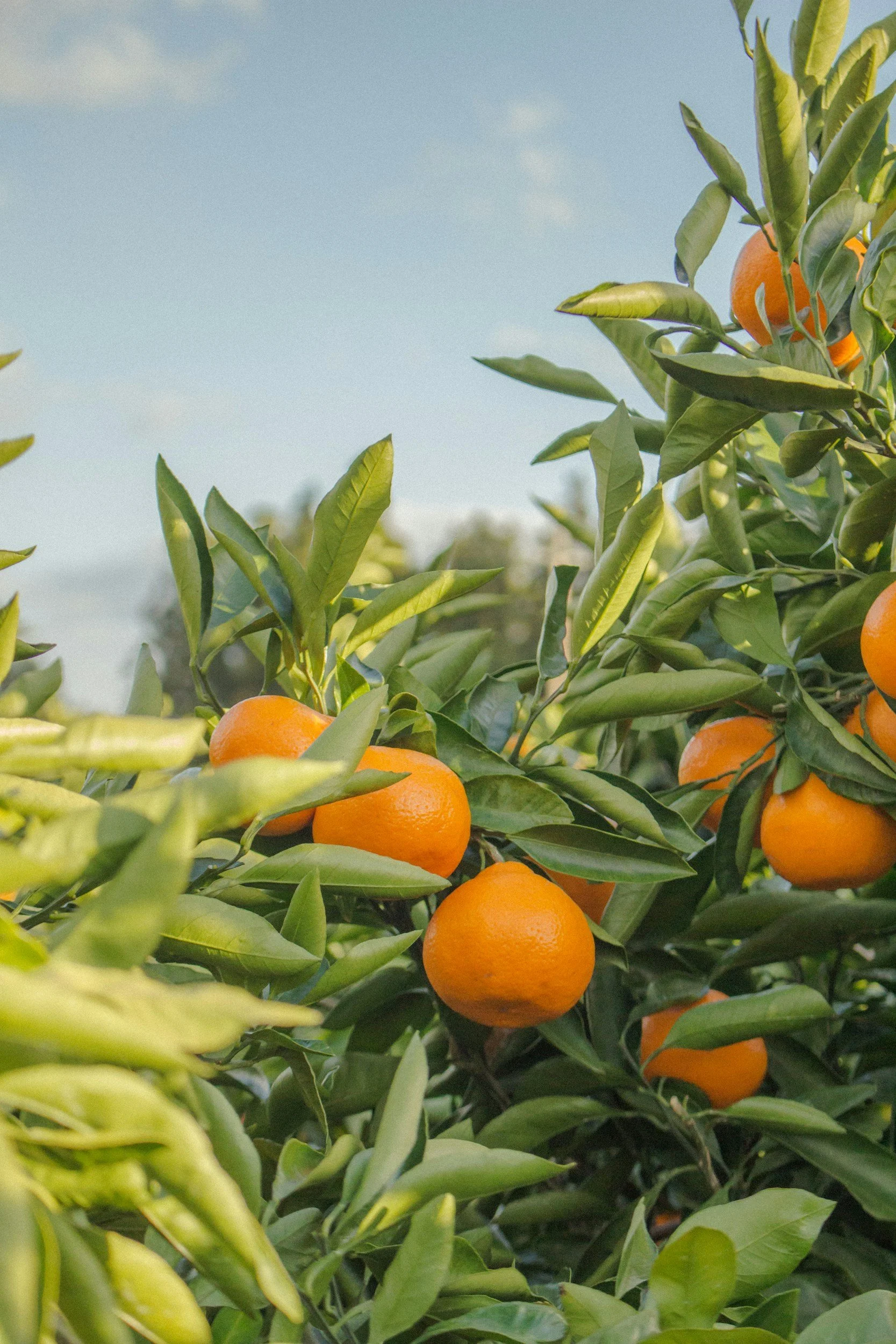 Orange trees with ripe oranges among green leaves under a blue sky.