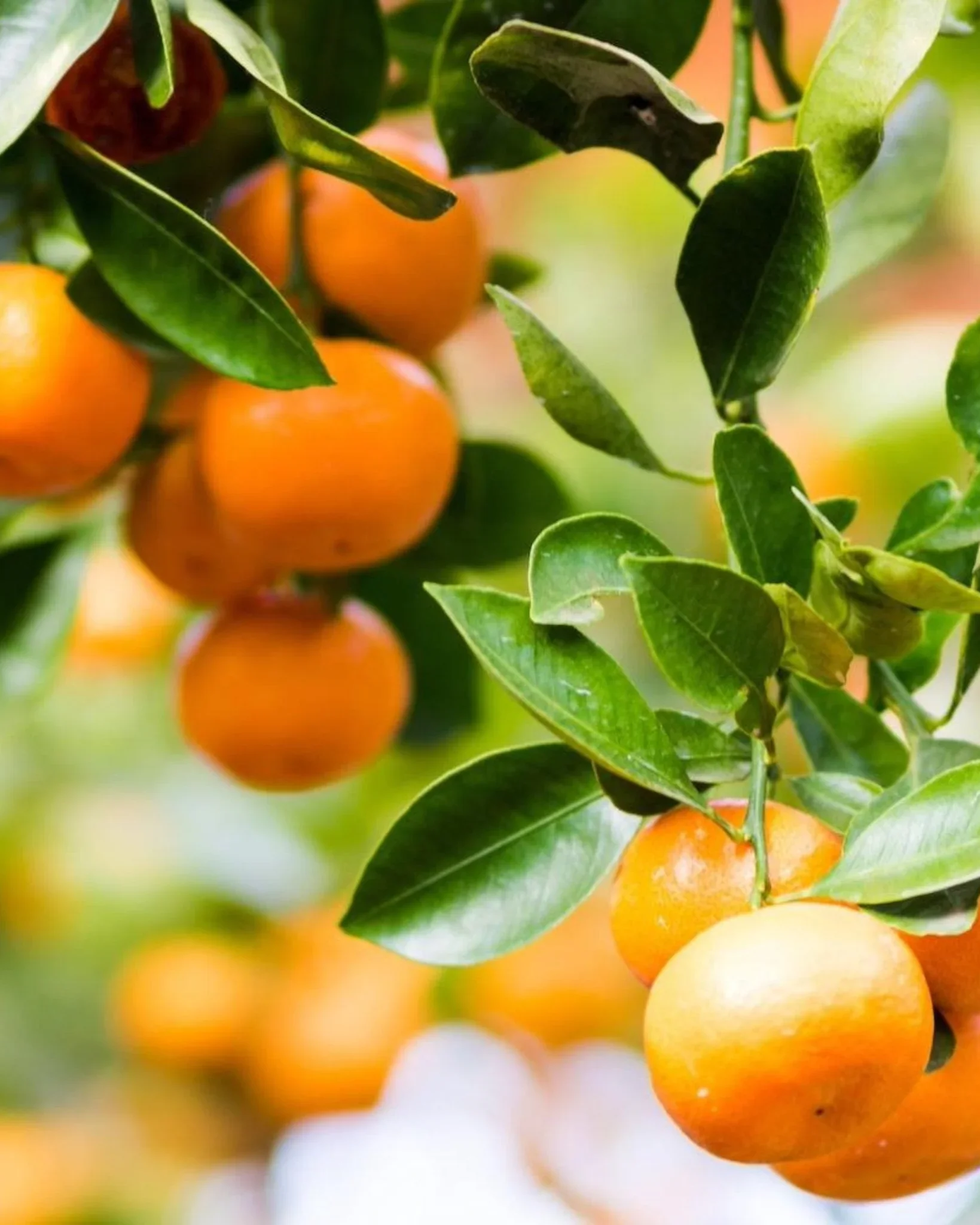 Close-up of orange citrus fruits hanging on a branch surrounded by green leaves.