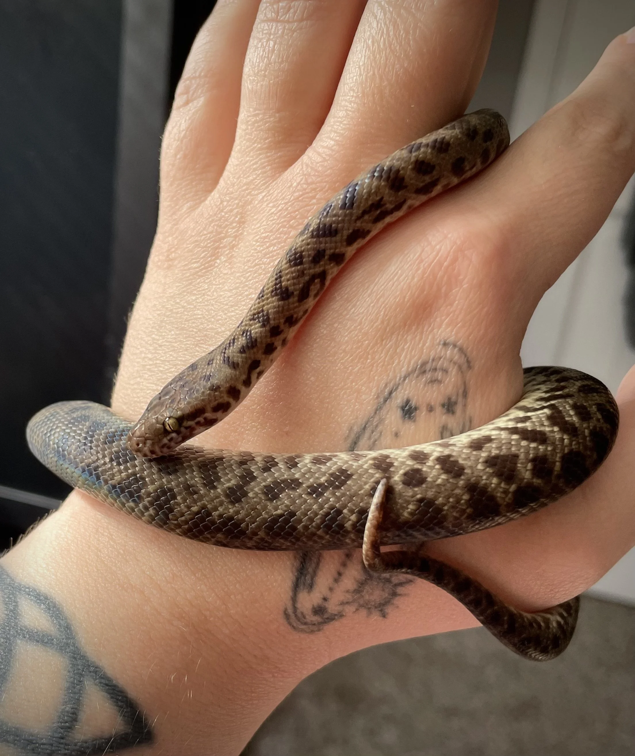 Tawny | Spotted Python - Antaresia maculosa