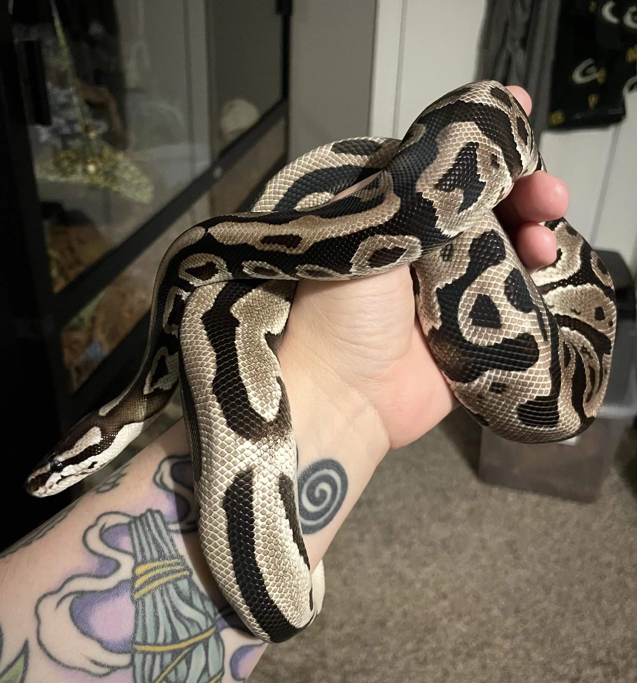 Ezme | Ball Python - Python regius