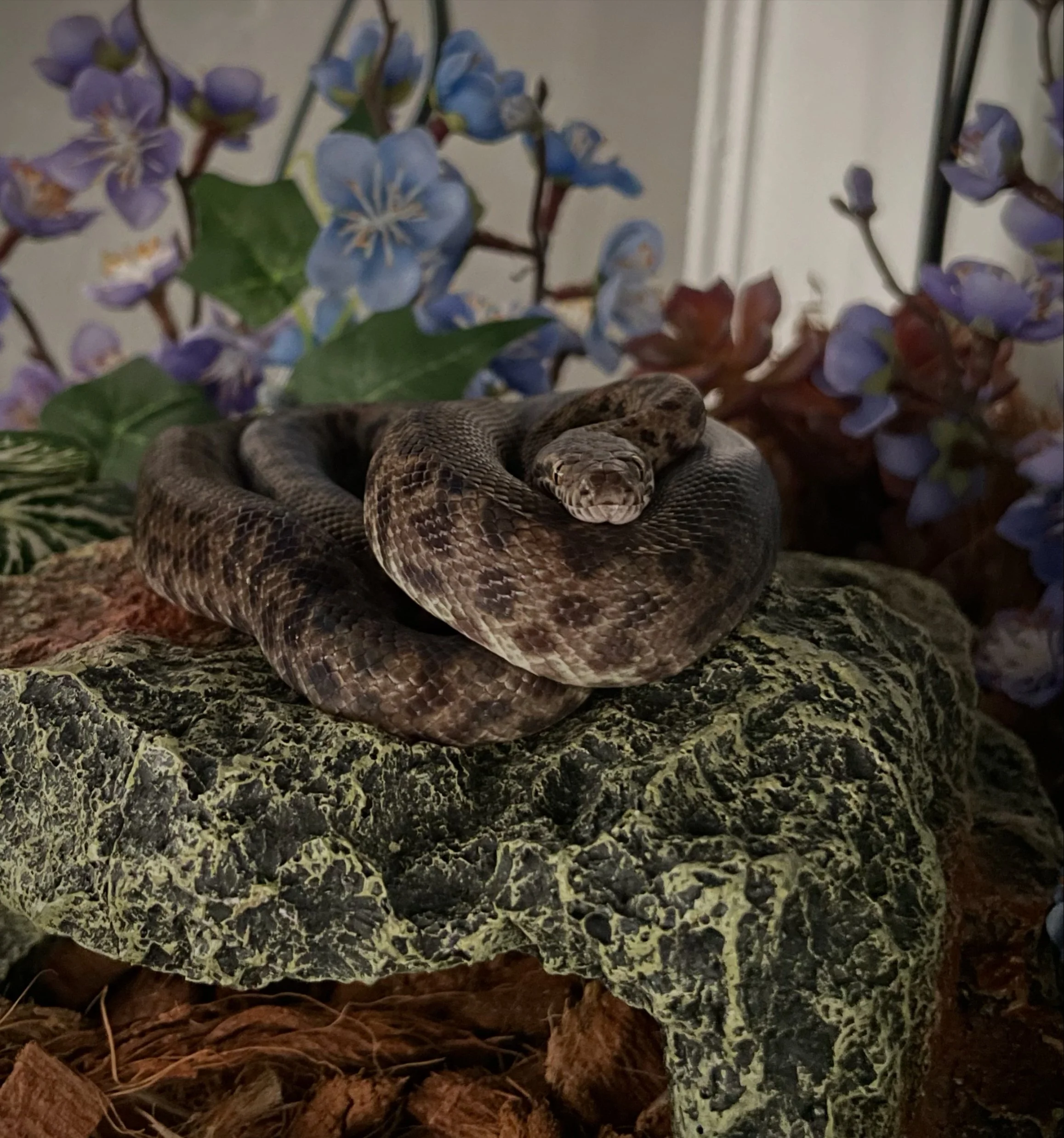 Tawny | Spotted Python - Antaresia maculosa