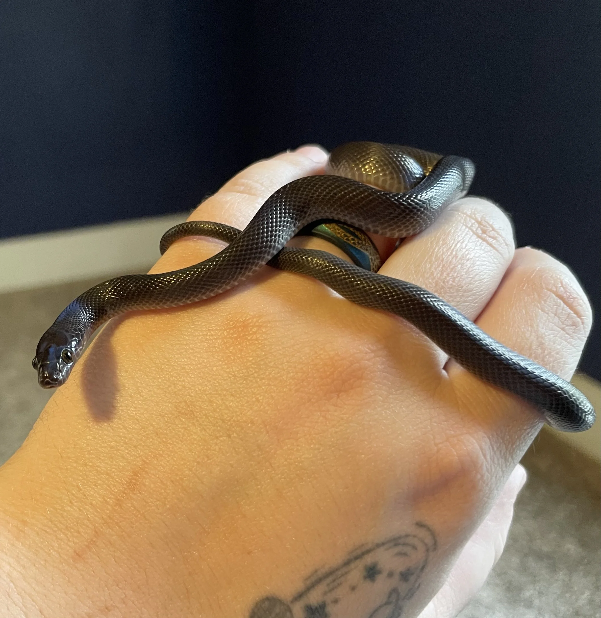 Umbreon | Black African House Snake - Boaedon fuliginosis