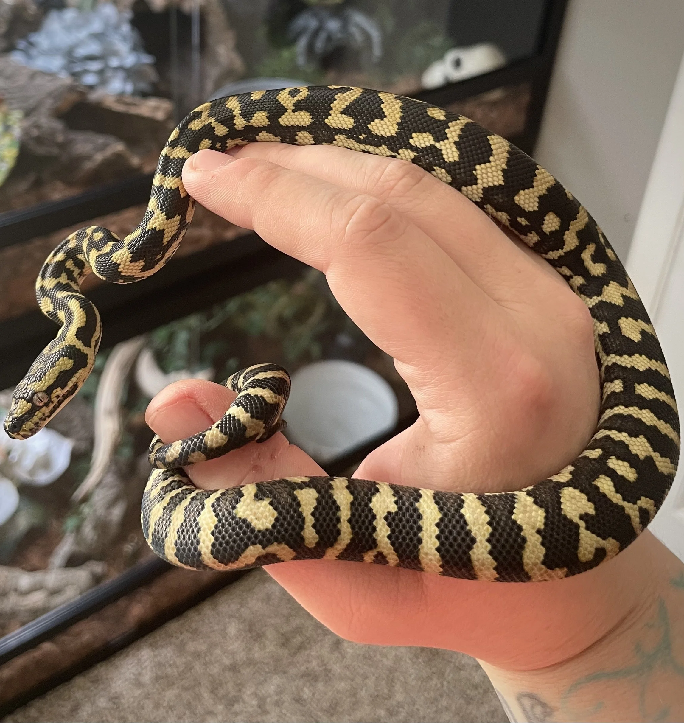 Ophion | Jungle Carpet Python - Morelia spilota cheynei